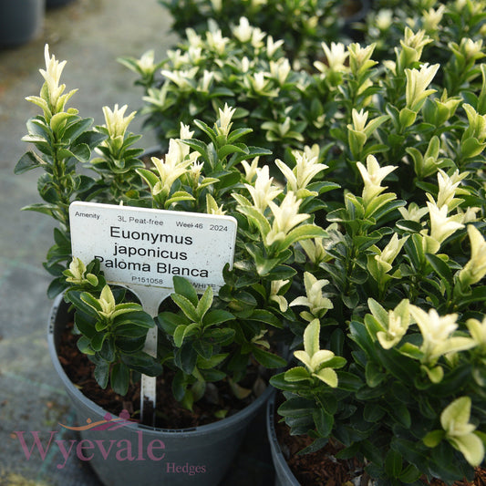 Euonymus japonicus (Japanese Spindle) 'Paloma Blanca'