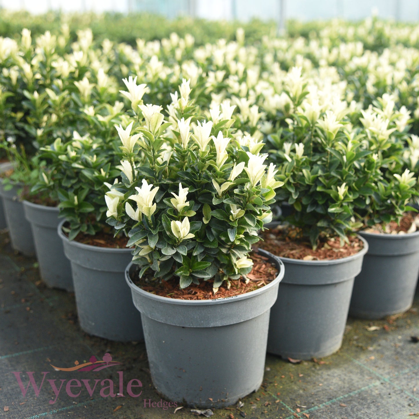 Euonymus japonicus (Japanese Spindle) 'Paloma Blanca'