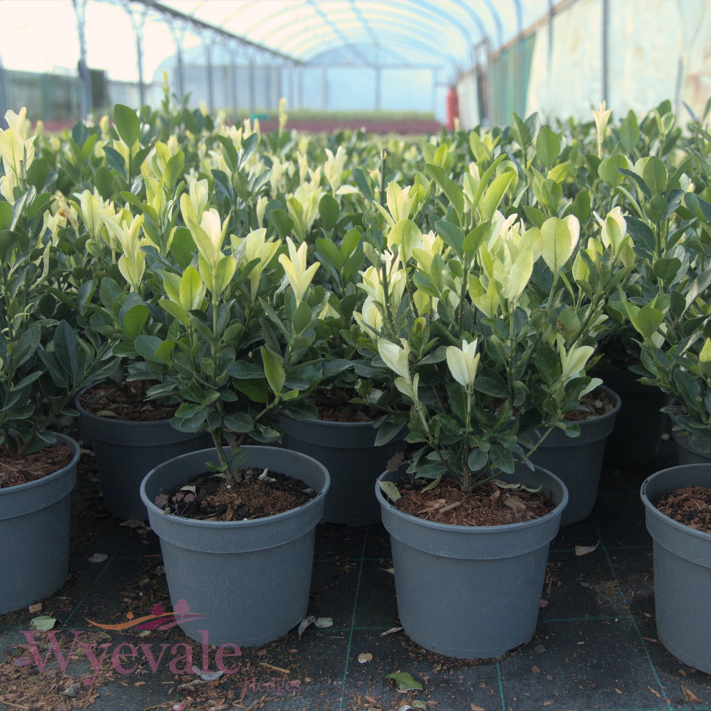 Euonymus japonicus (Japanese Spindle) 'Paloma Blanca'