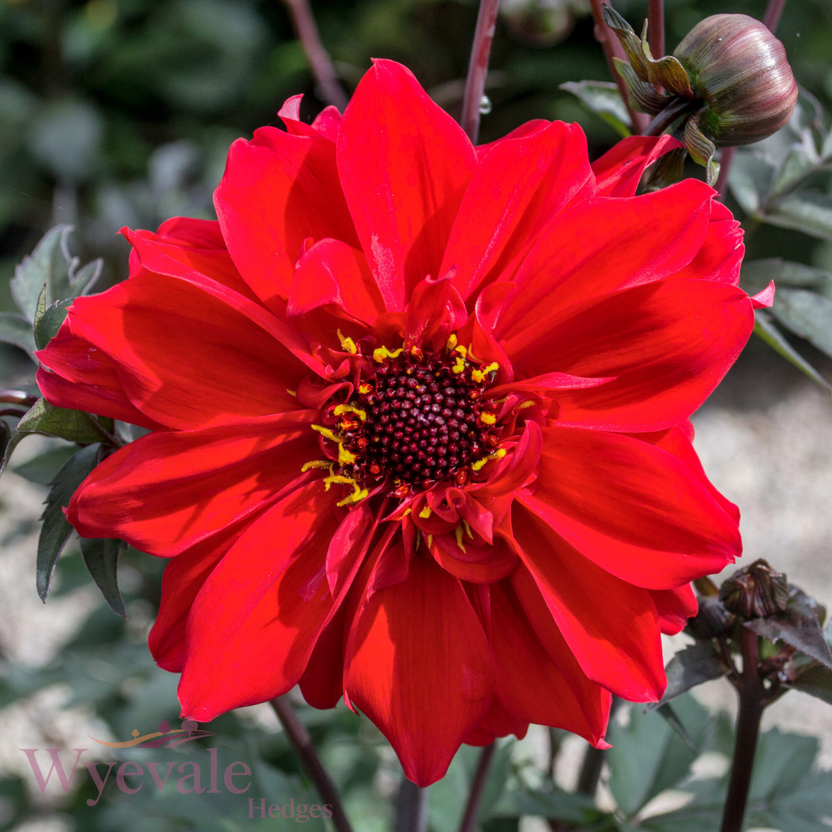 Dahlia 'Bishop of Llandaff'