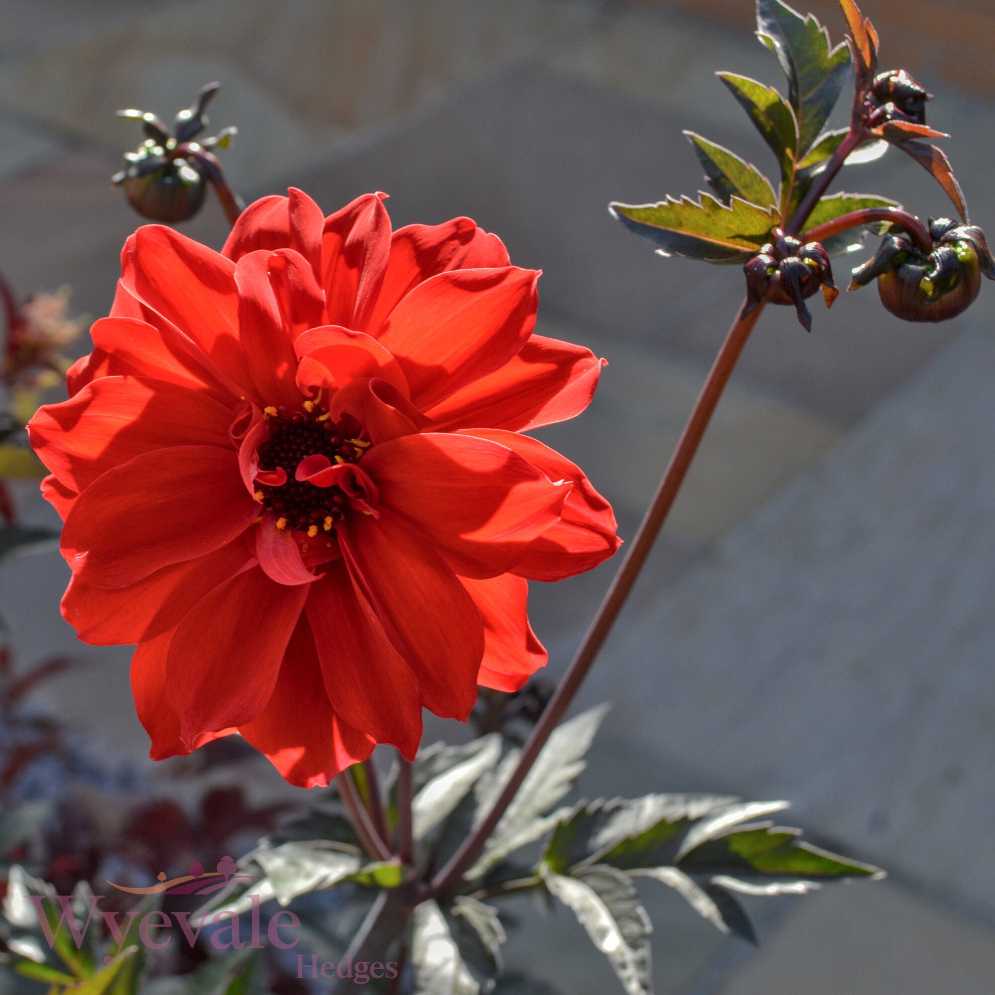 Dahlia 'Bishop of Llandaff'