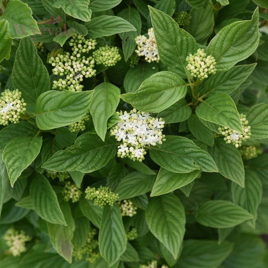 Cornus stol. Flaviramea (Yellow Dogwood) 2 Year Transplant (Pack of 25)