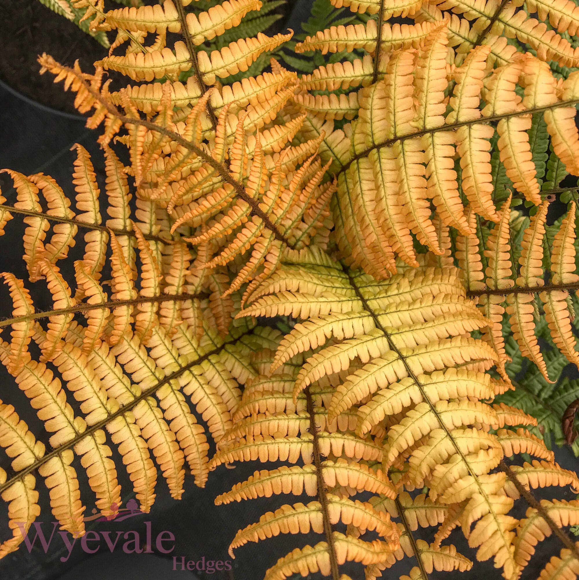 Dryopteris wallichiana (Wallich's Wood Fern) 'Jurassic Gold'