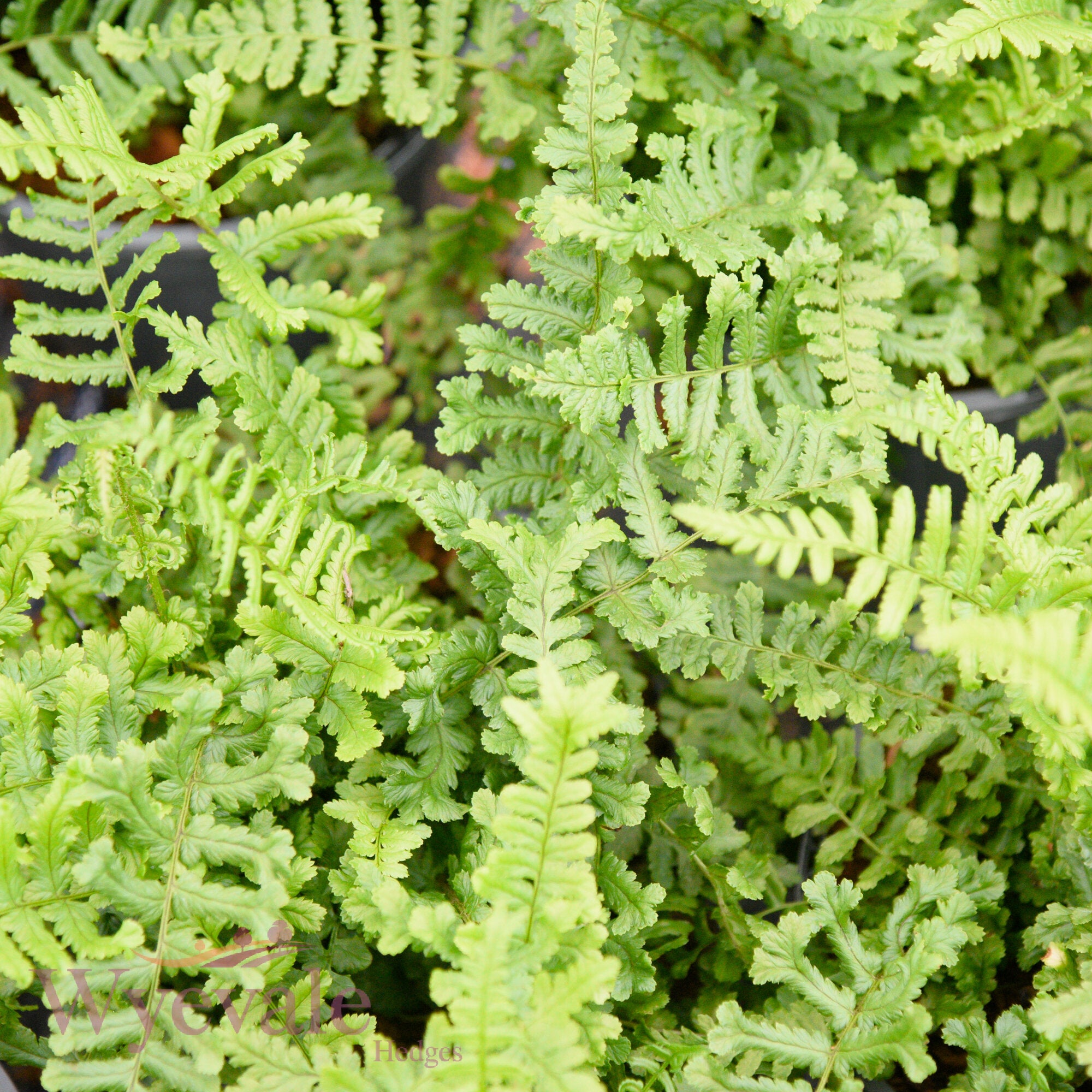 Dryopteris affinis (Golden-scaled male fern) 'Cristata'