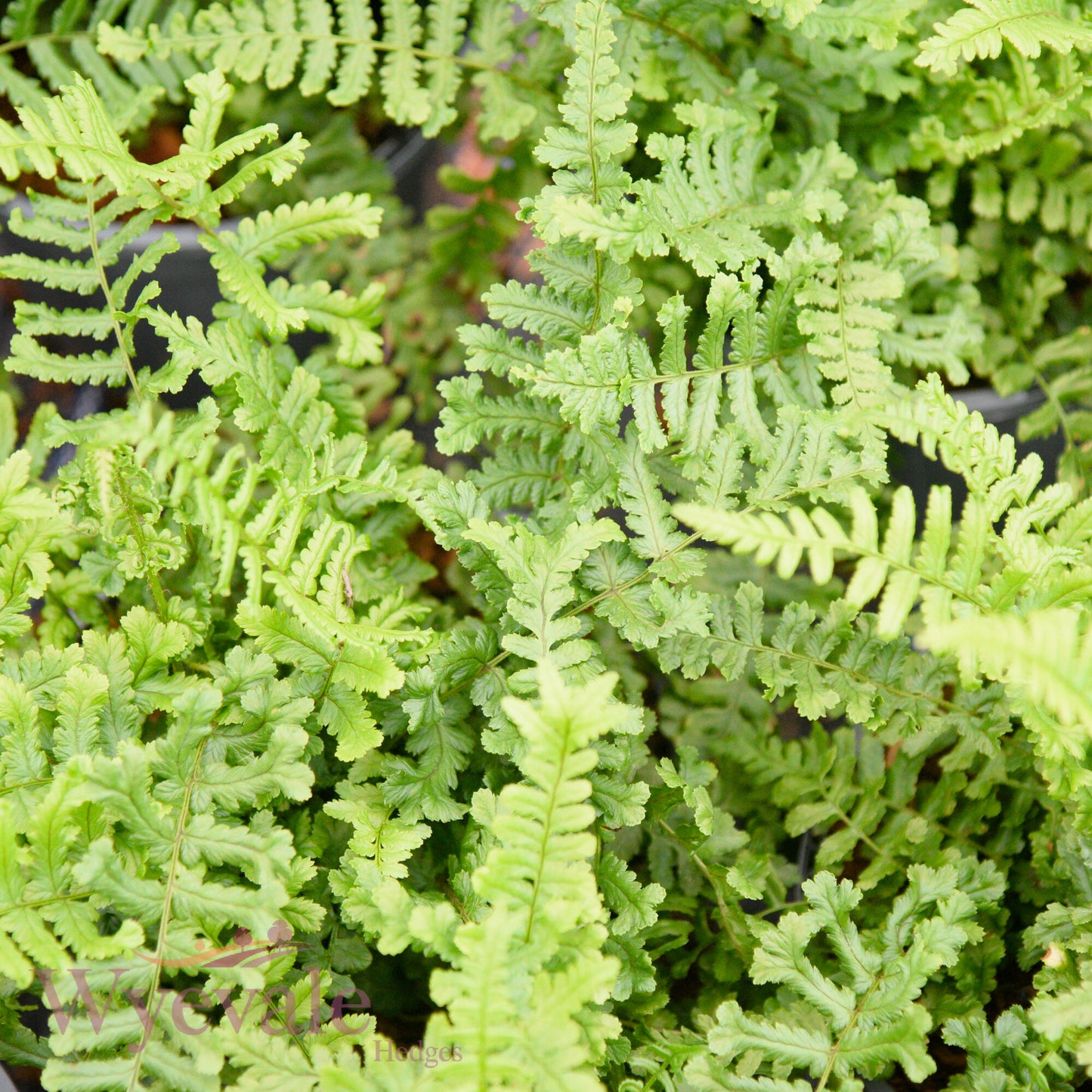 Dryopteris affinis (Golden-scaled male fern) 'Cristata'