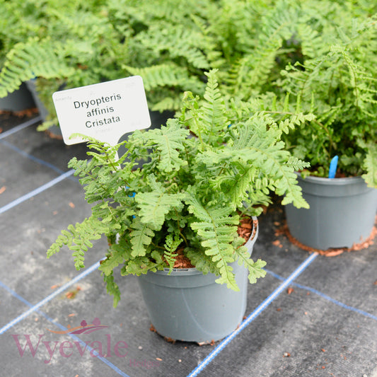 Dryopteris affinis (Golden-scaled male fern) 'Cristata'