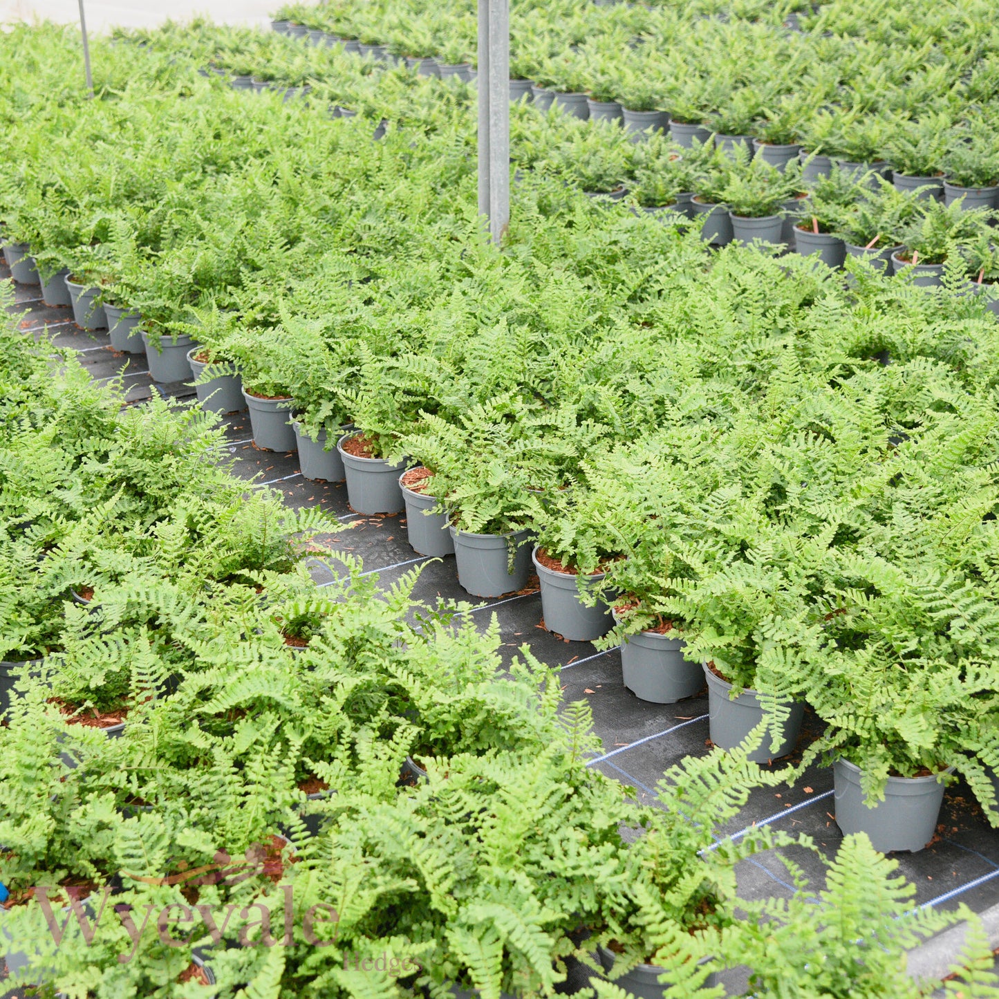 Dryopteris affinis (Golden-scaled male fern) 'Cristata'