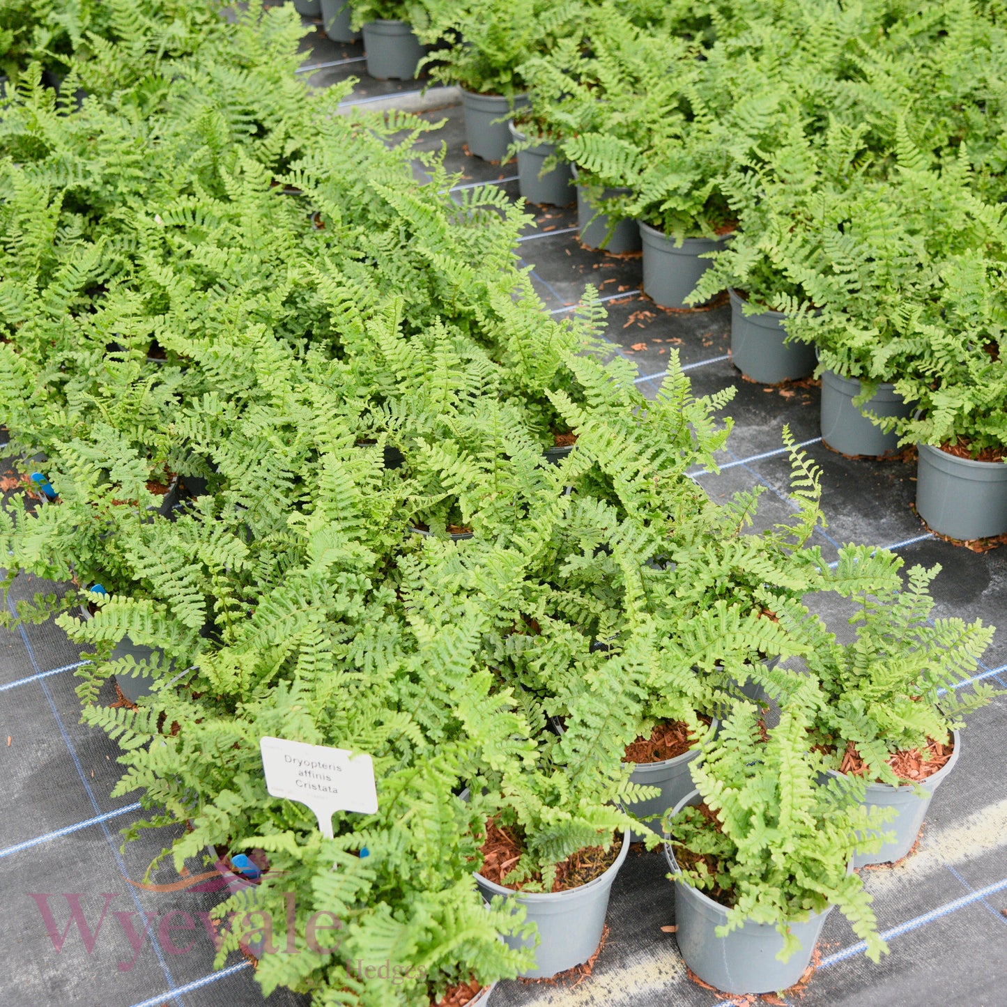 Dryopteris affinis (Golden-scaled male fern) 'Cristata'
