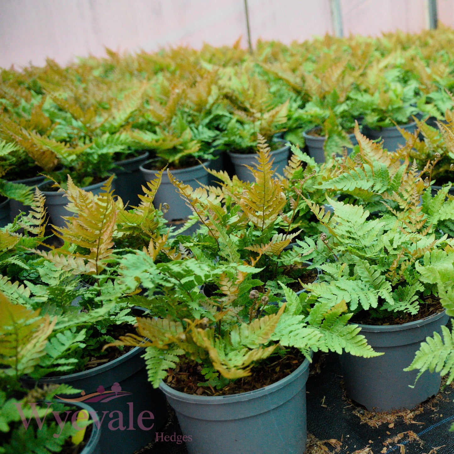 Dryopteris erythrosora (Autumn fern)