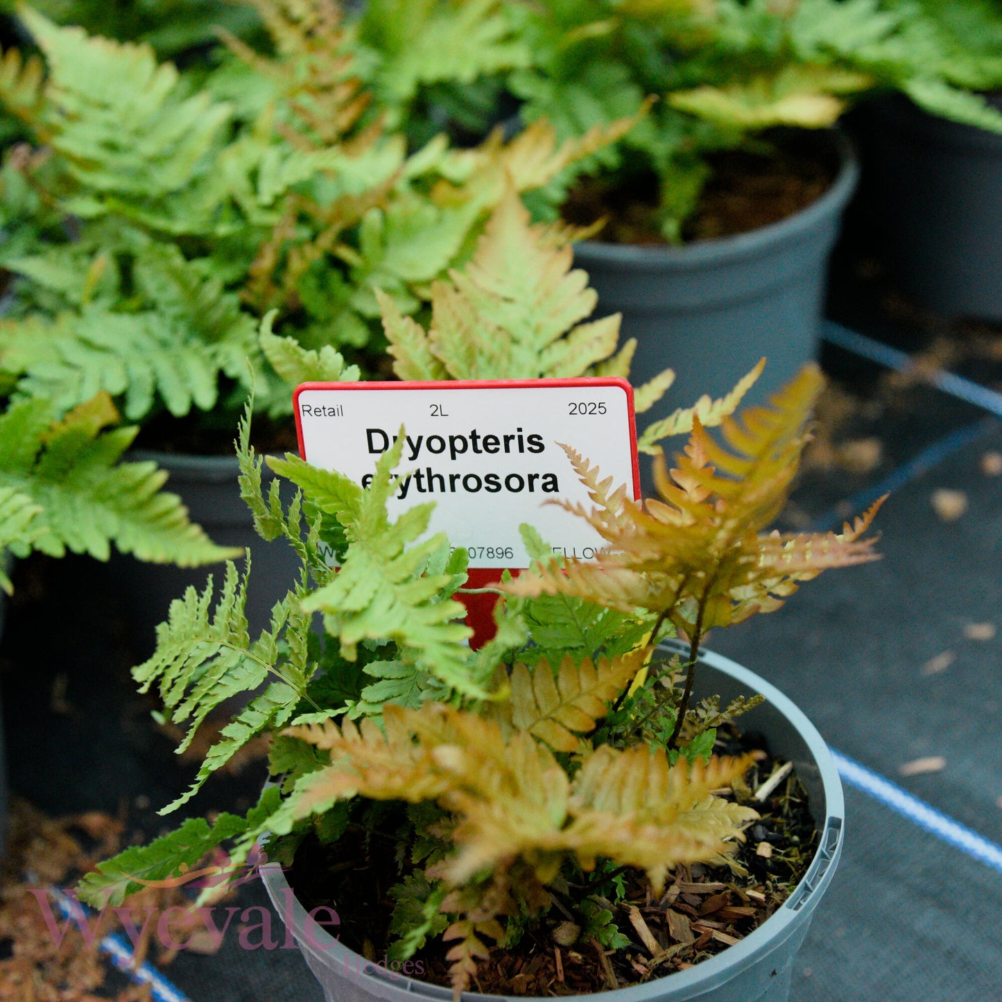 Dryopteris erythrosora (Autumn fern)