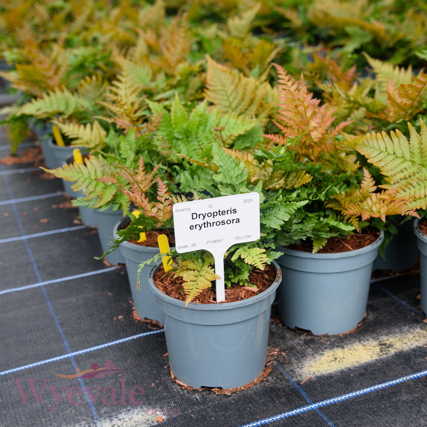 Dryopteris erythrosora (Autumn fern)