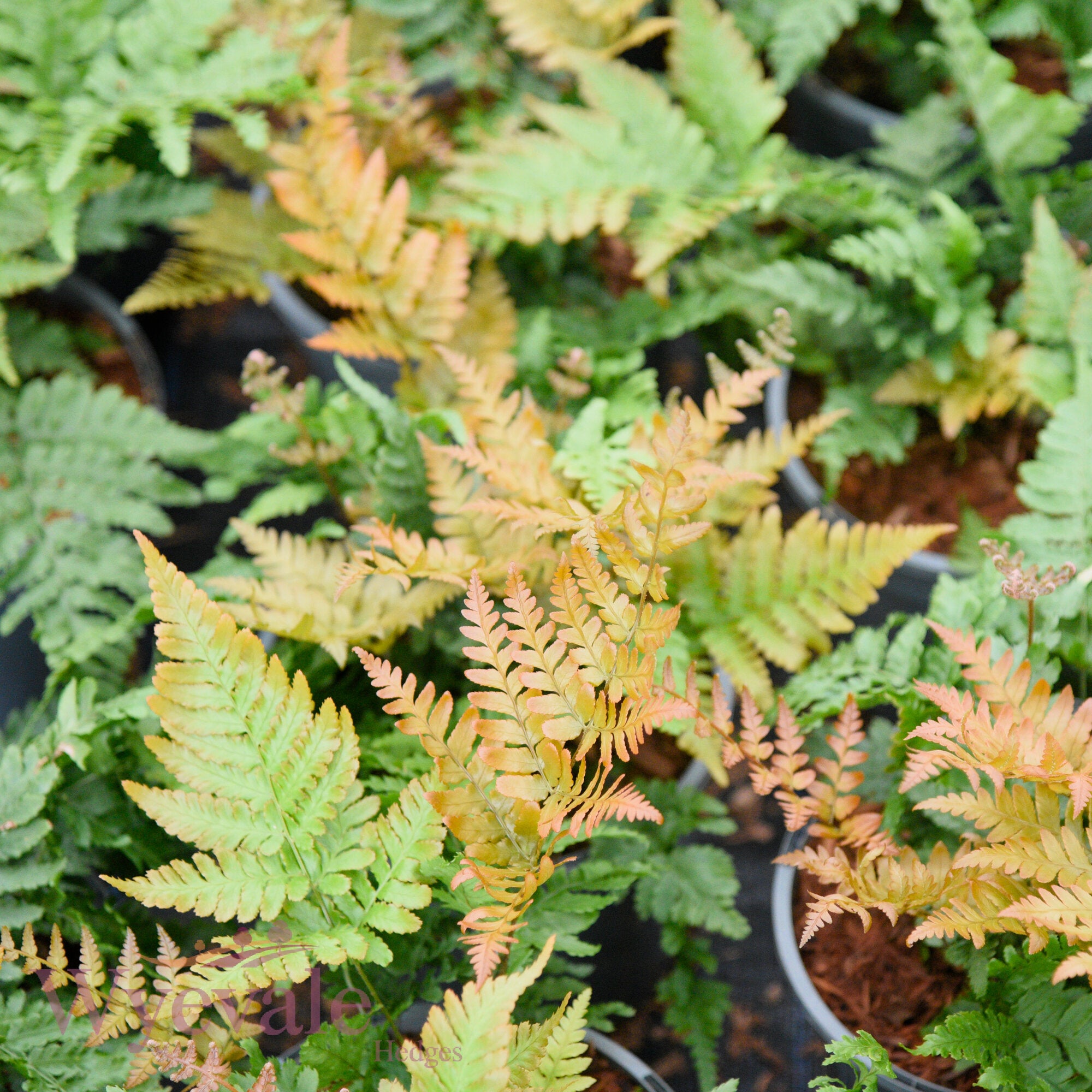 Dryopteris erythrosora (Autumn fern)