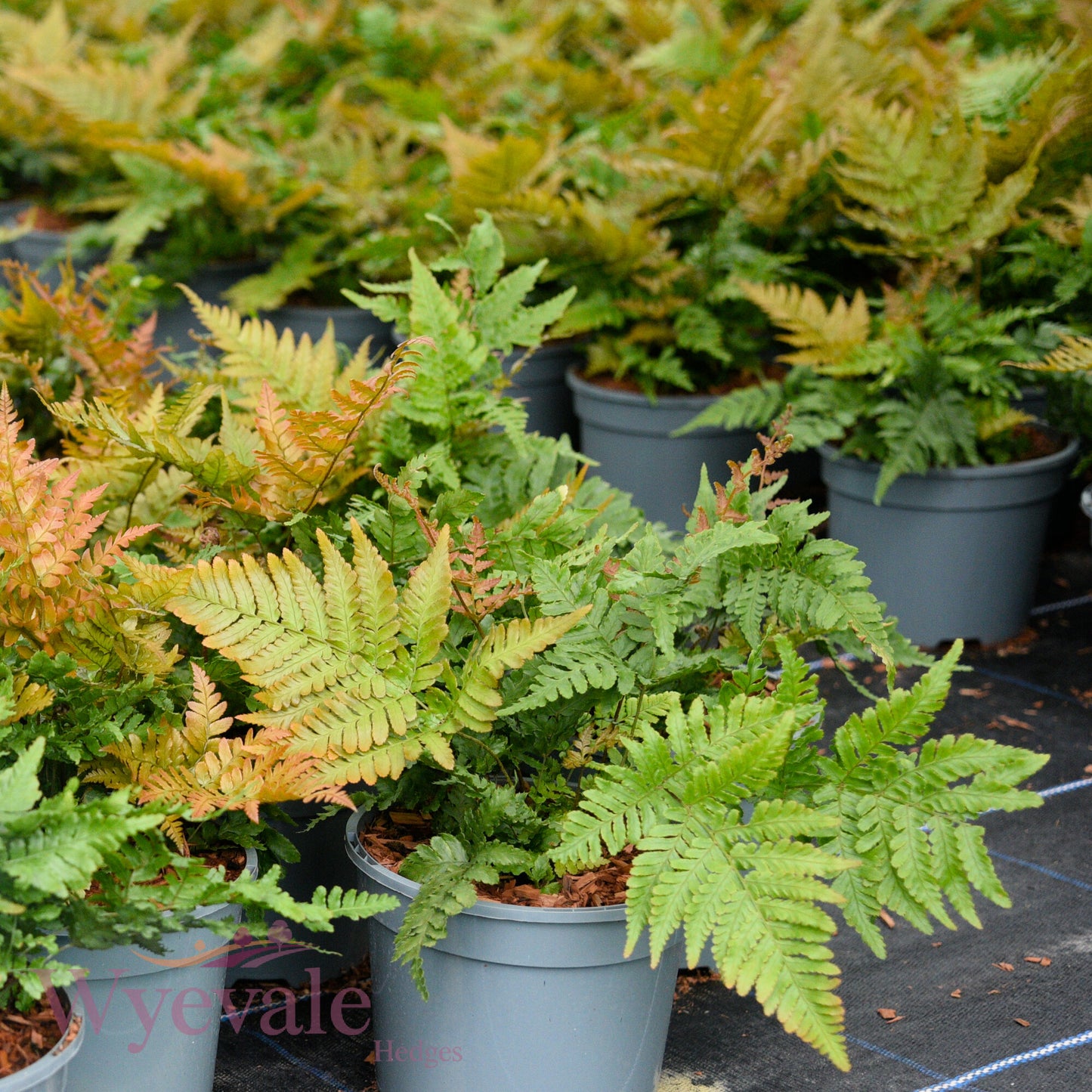 Dryopteris erythrosora (Autumn fern)