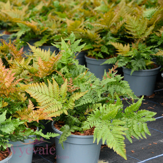 Dryopteris erythrosora (Autumn fern)