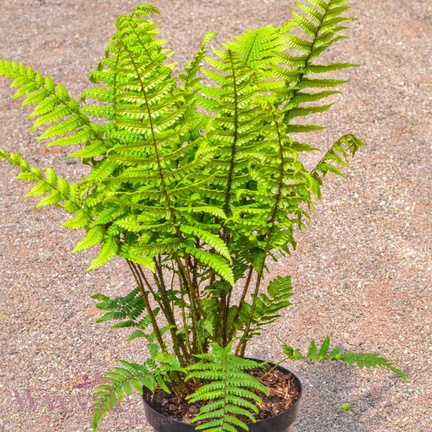 Dryopteris cycadina (Shaggy Wood Fern)