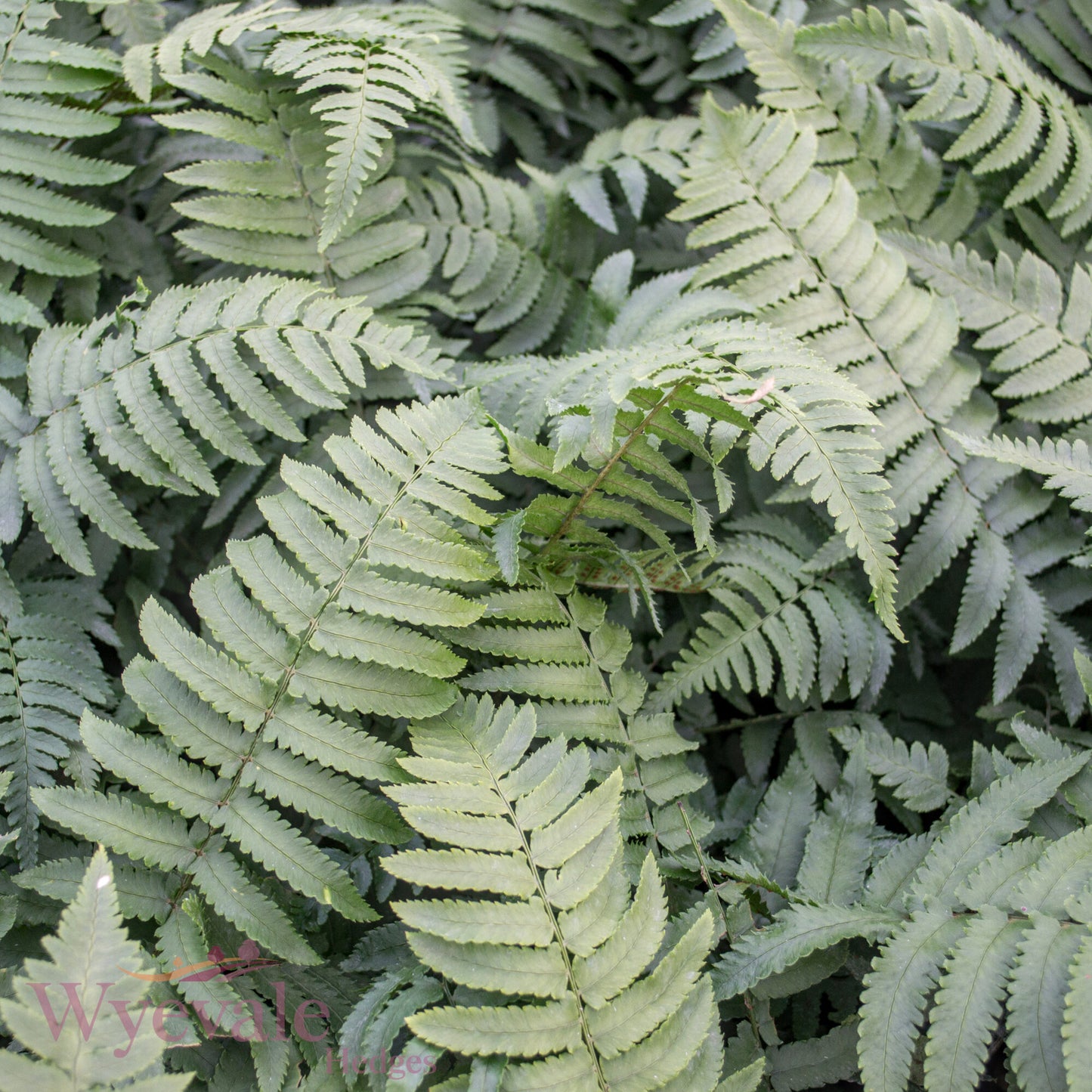 Dryopteris cycadina (Shaggy Wood Fern)
