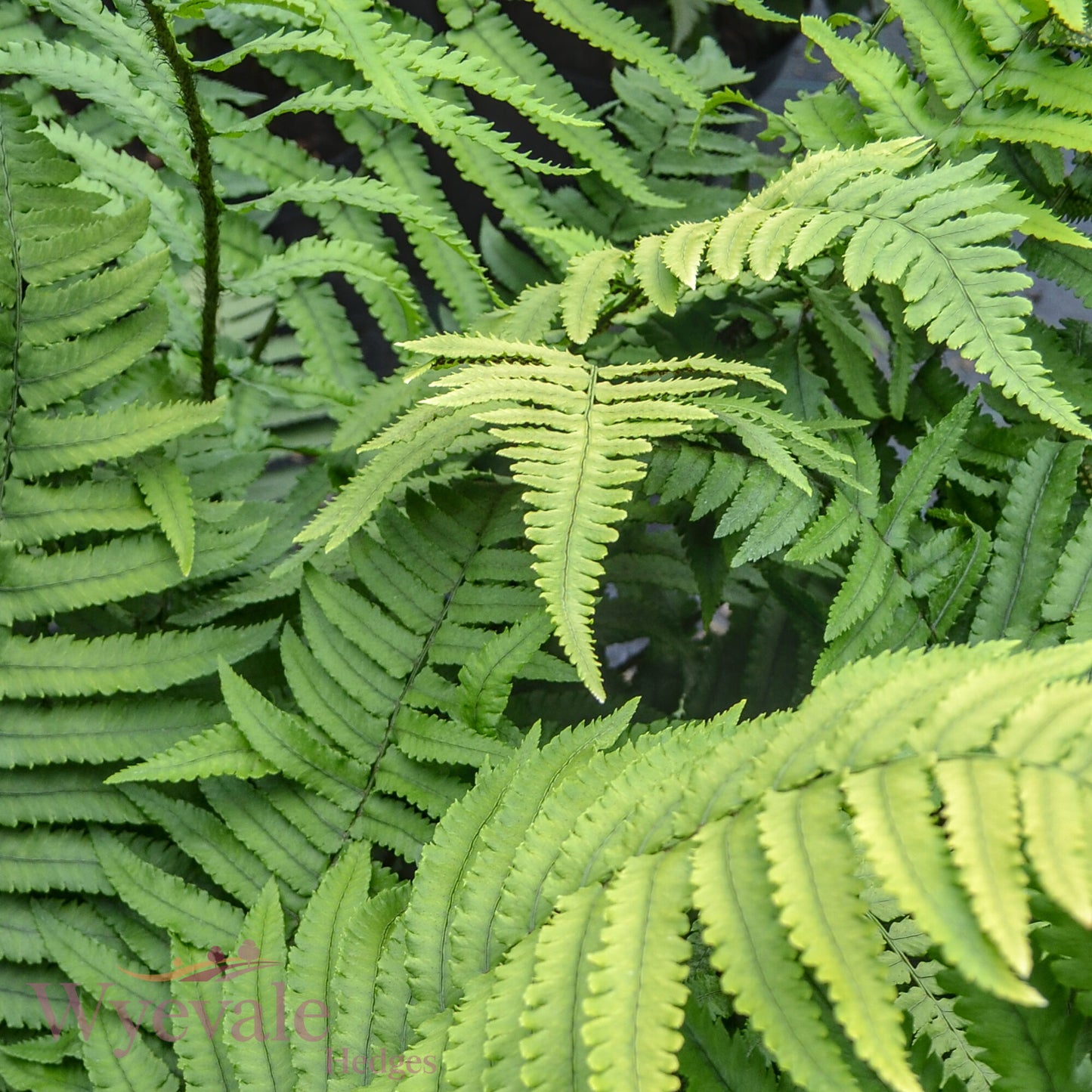 Dryopteris cycadina (Shaggy Wood Fern)