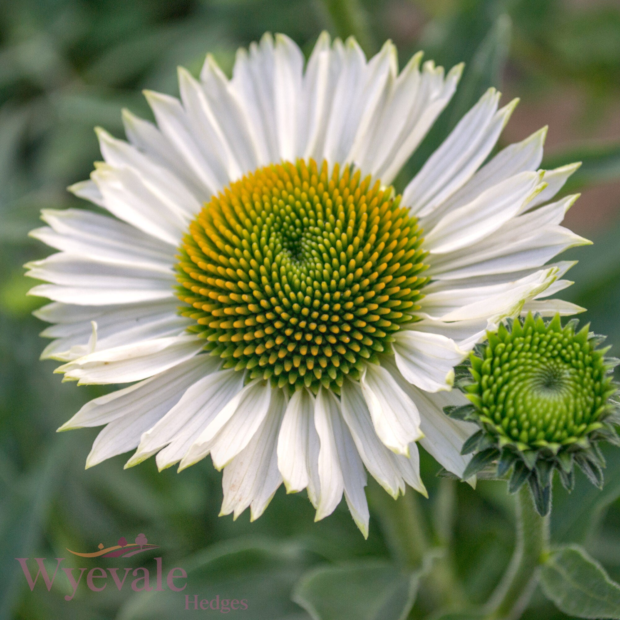 Echinacea (Coneflower) 'White Meditation'