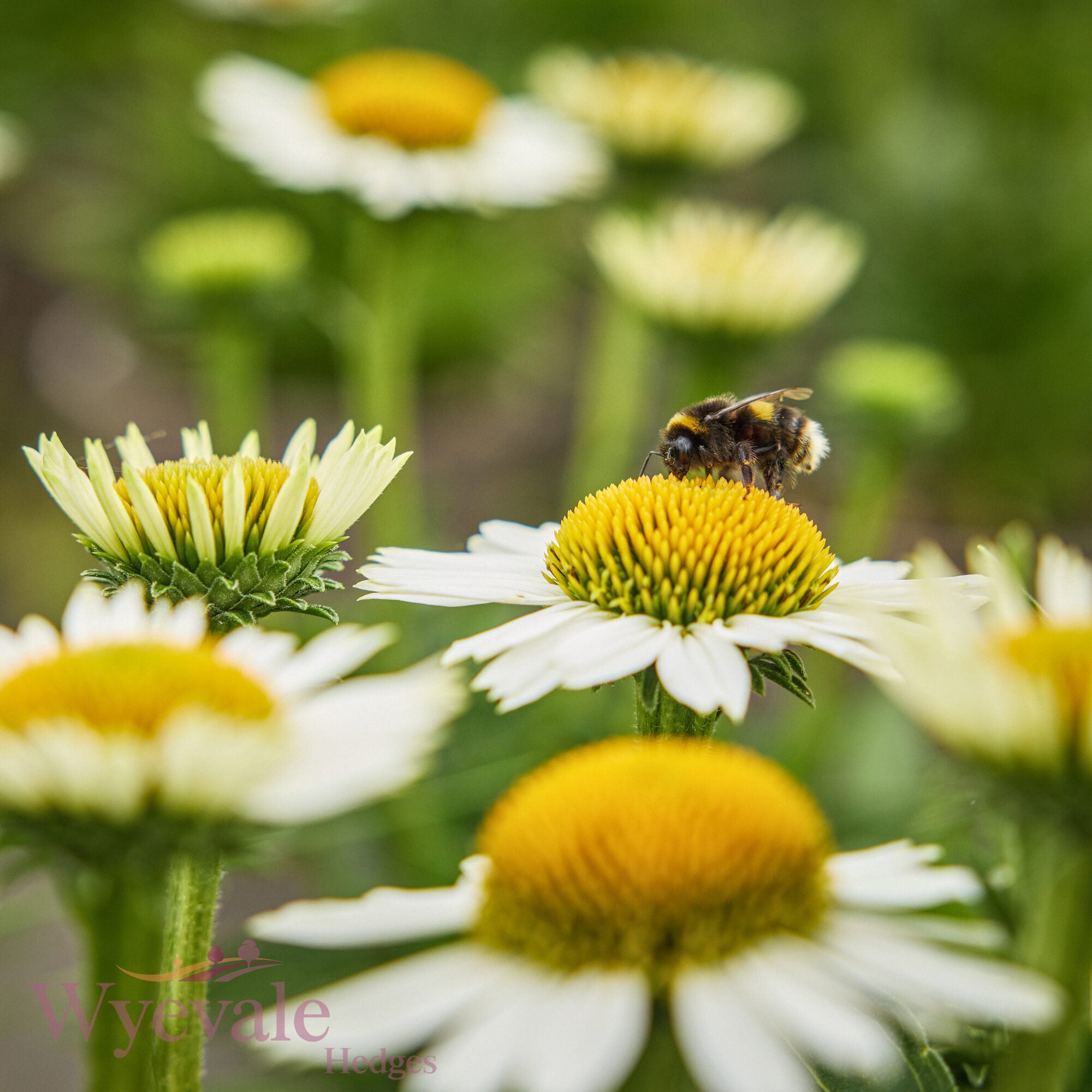 Echinacea (Coneflower) 'White Meditation'