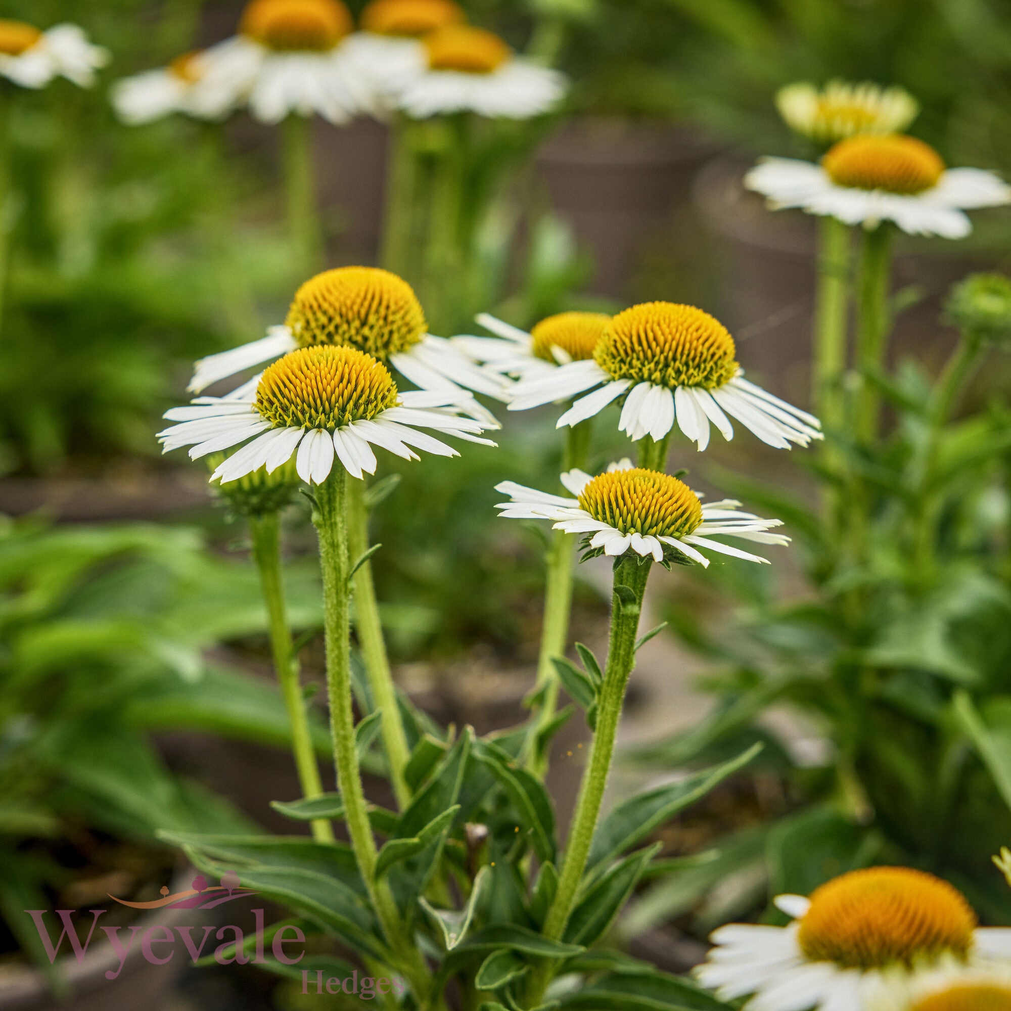 Echinacea (Coneflower) 'White Meditation'