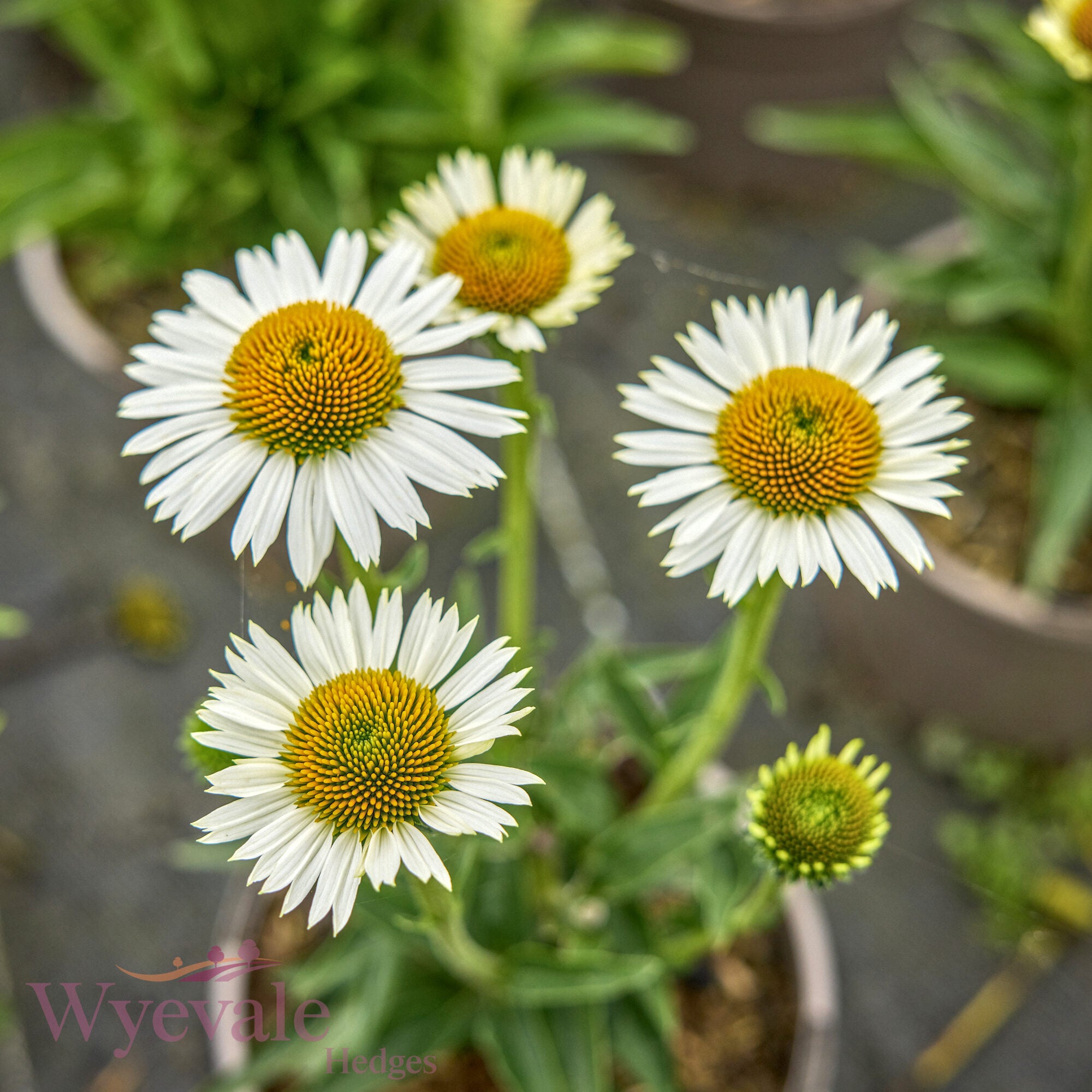 Echinacea (Coneflower) 'White Meditation'