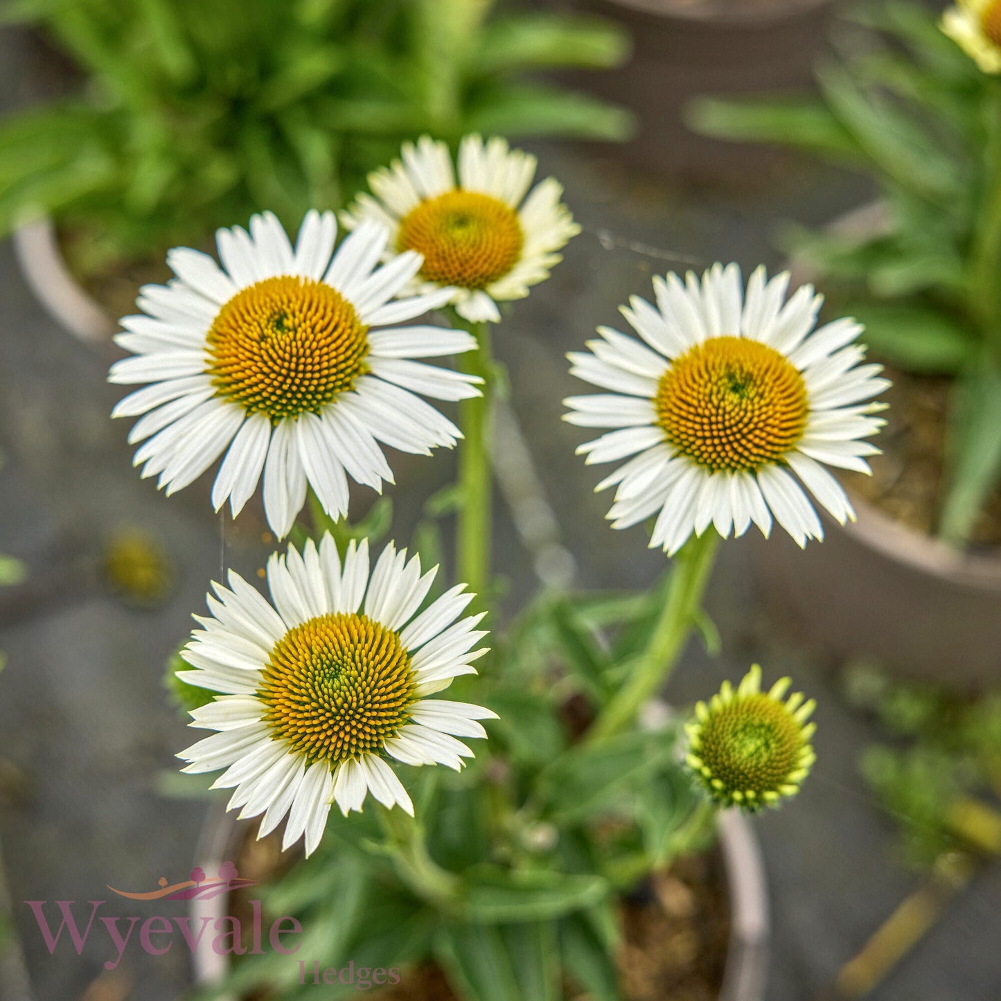 Echinacea (Coneflower) 'White Meditation'