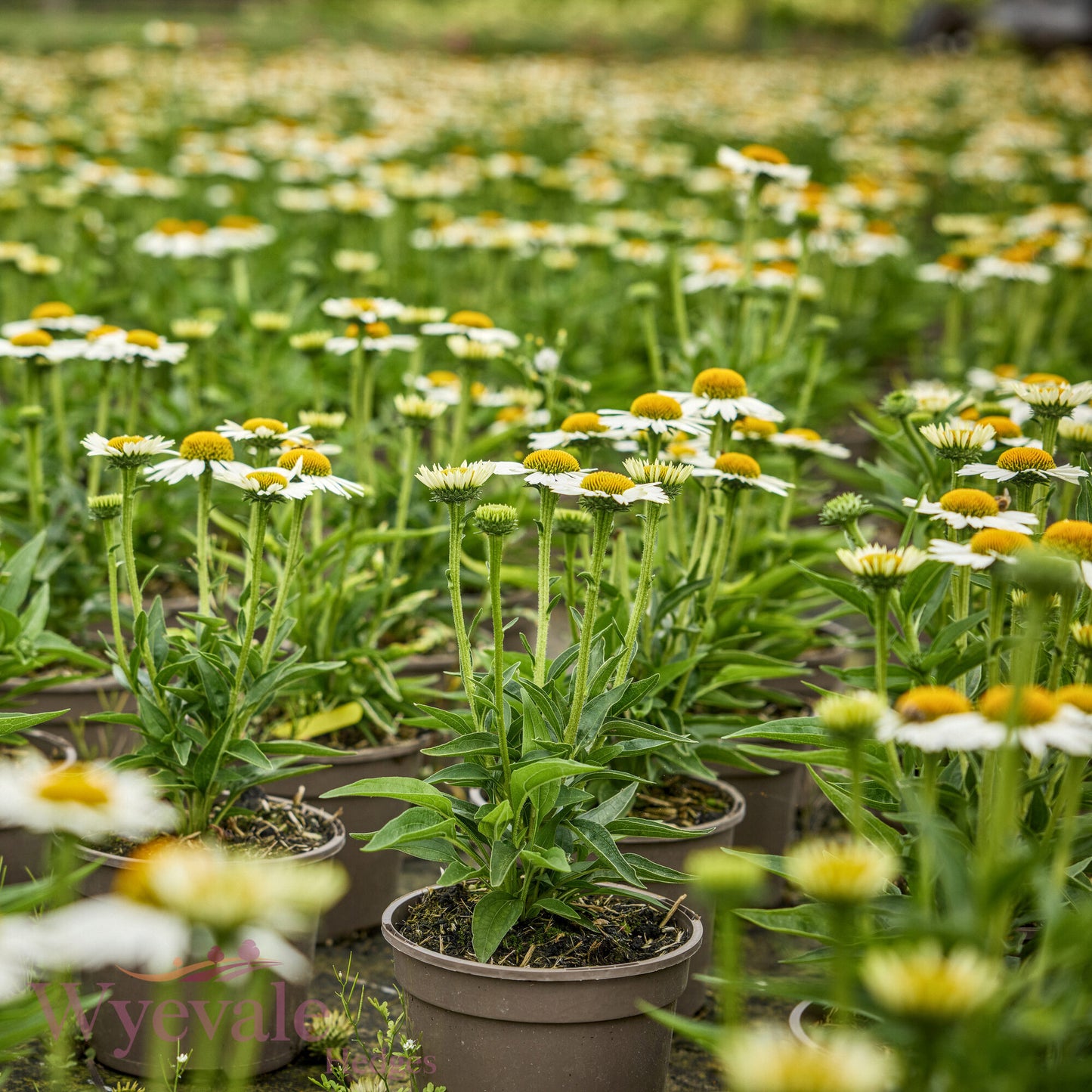 Echinacea (Coneflower) 'White Meditation'