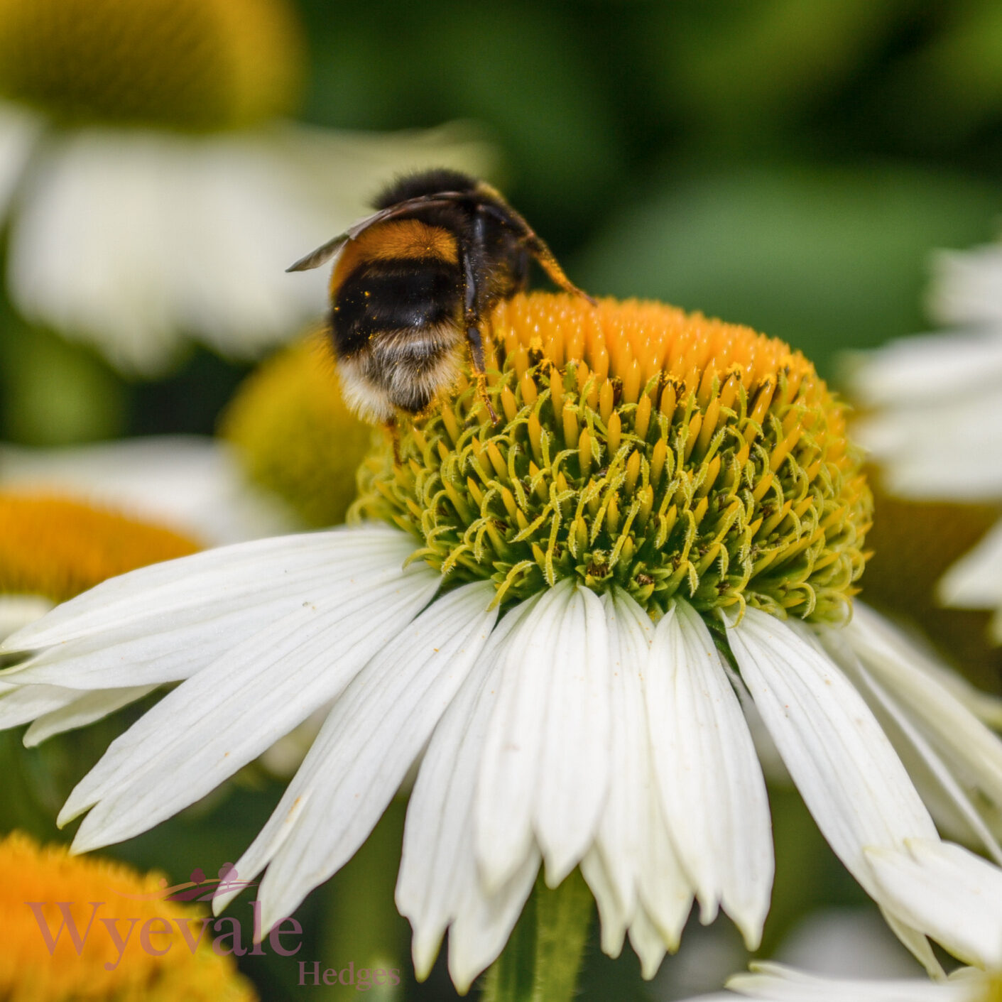 Echinacea (Coneflower) 'White Meditation'