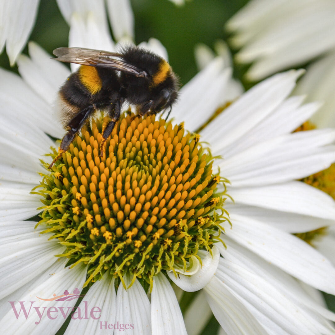 Echinacea (Coneflower) 'White Meditation'