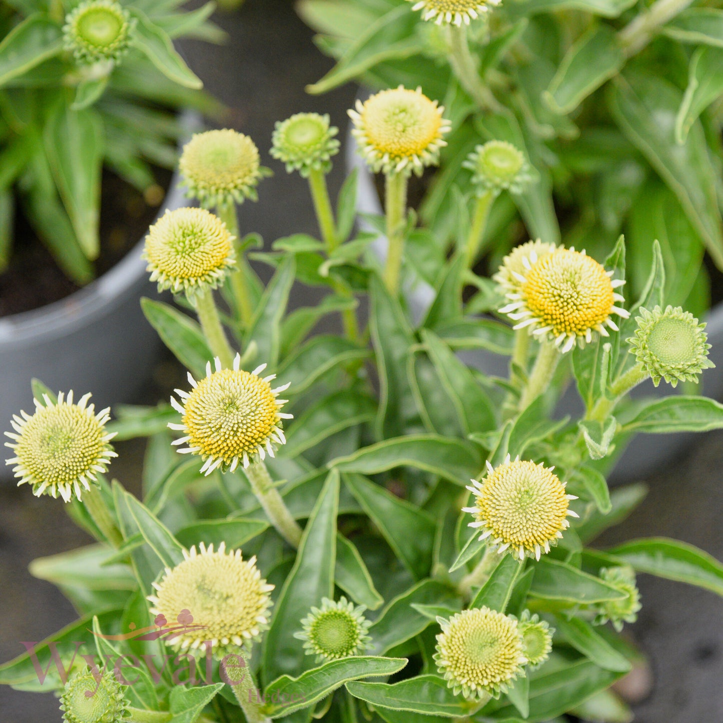 Echinacea (Coneflower) 'White Meditation'