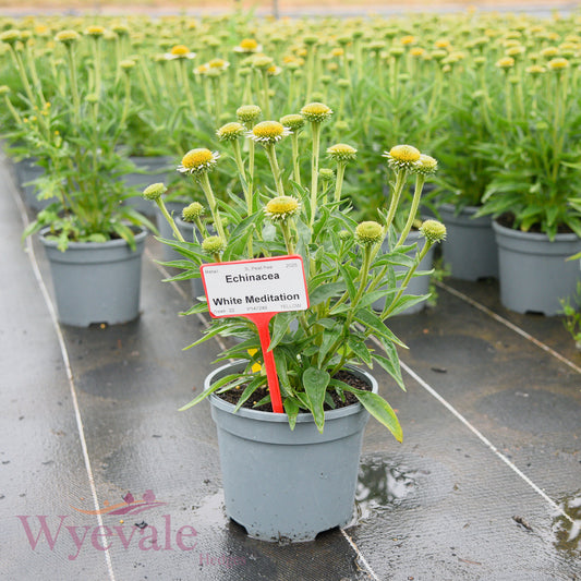 Echinacea (Coneflower) 'White Meditation'