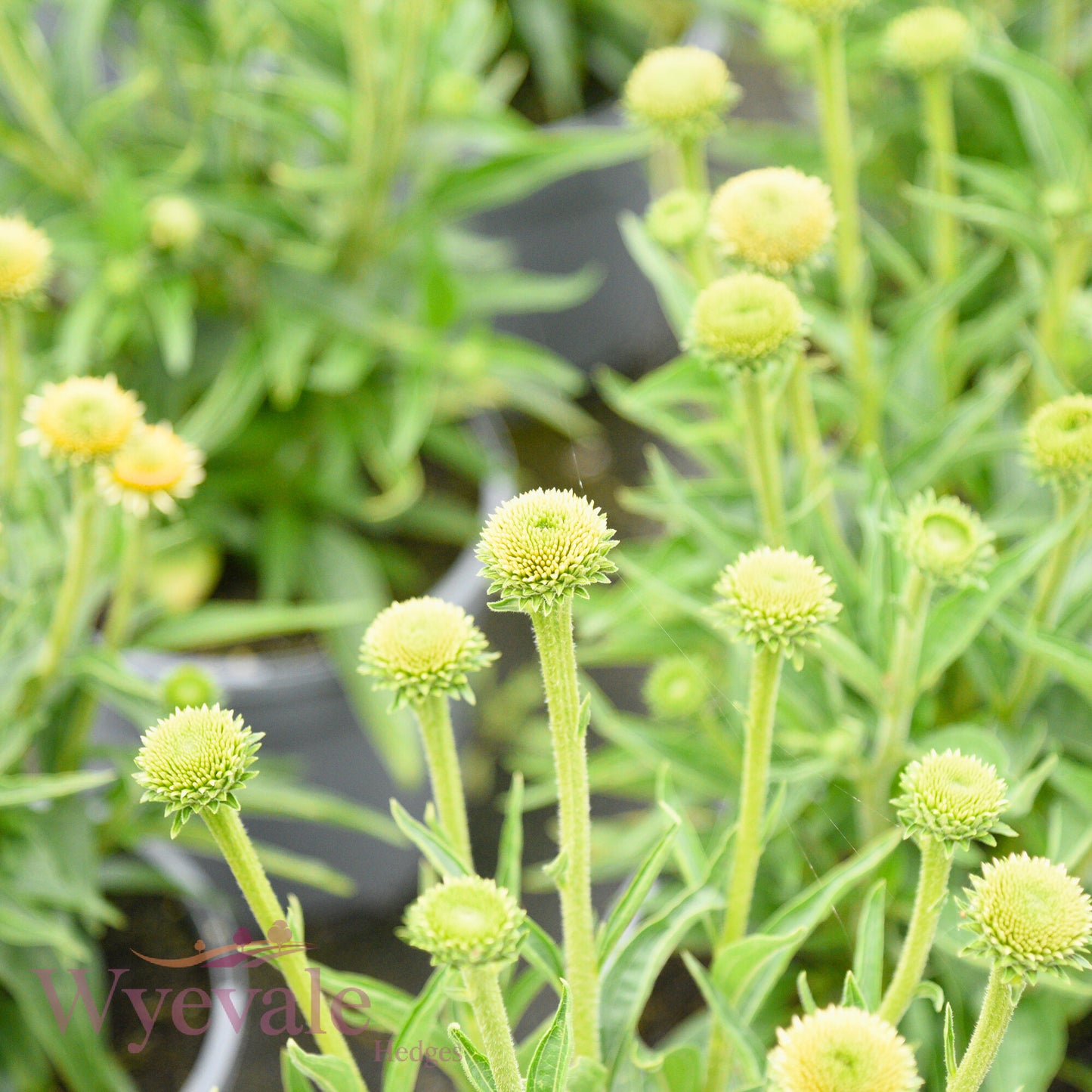 Echinacea (Coneflower) 'White Meditation'