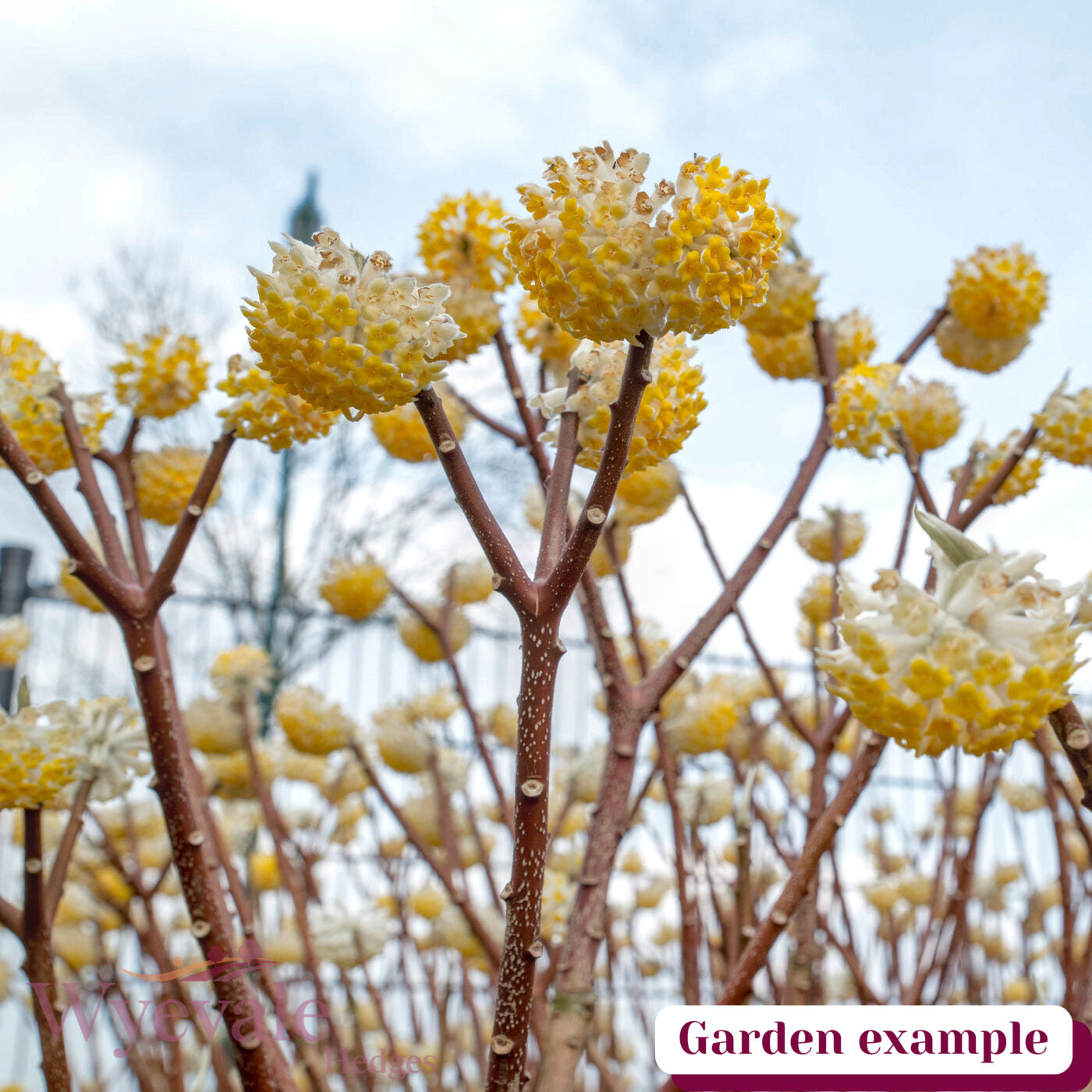 Edgeworthia chrysantha (Paper bush) 'Grandiflora'