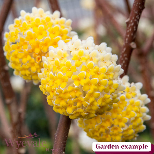 Edgeworthia chrysantha (Paper bush) 'Grandiflora'