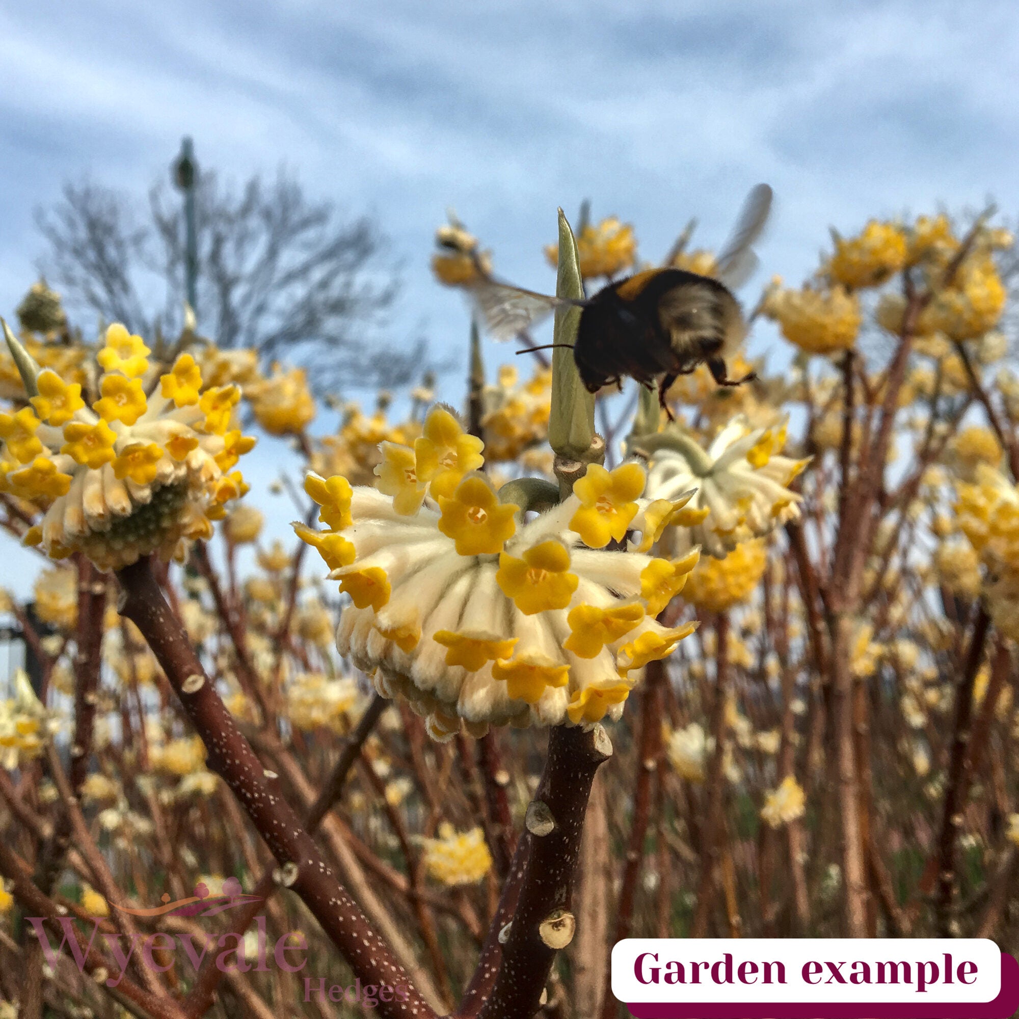 Edgeworthia chrysantha (Paper bush) 'Grandiflora'