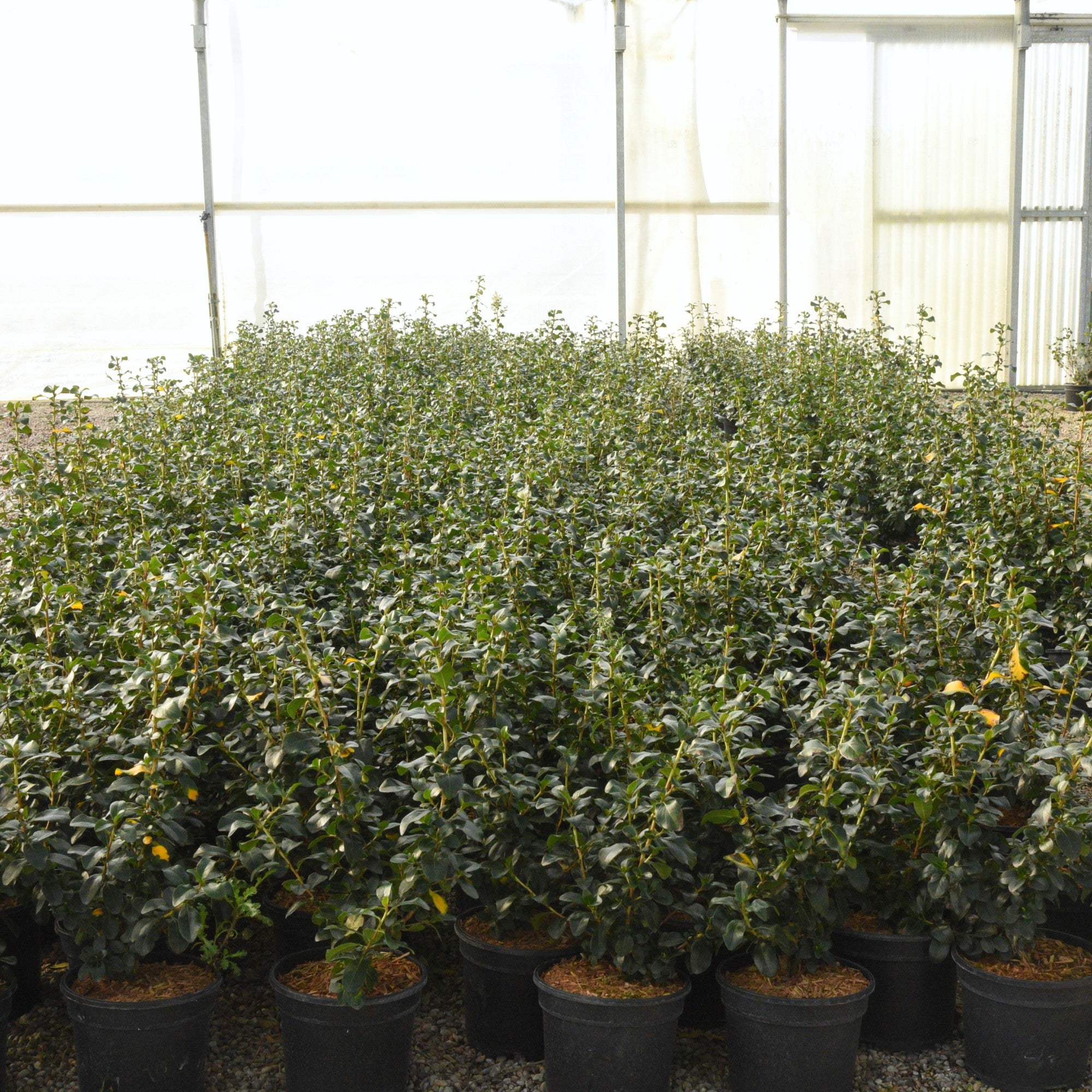 Escallonia 'Iveyi'
