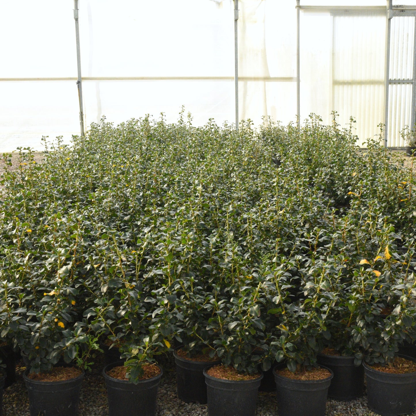 Escallonia 'Iveyi'