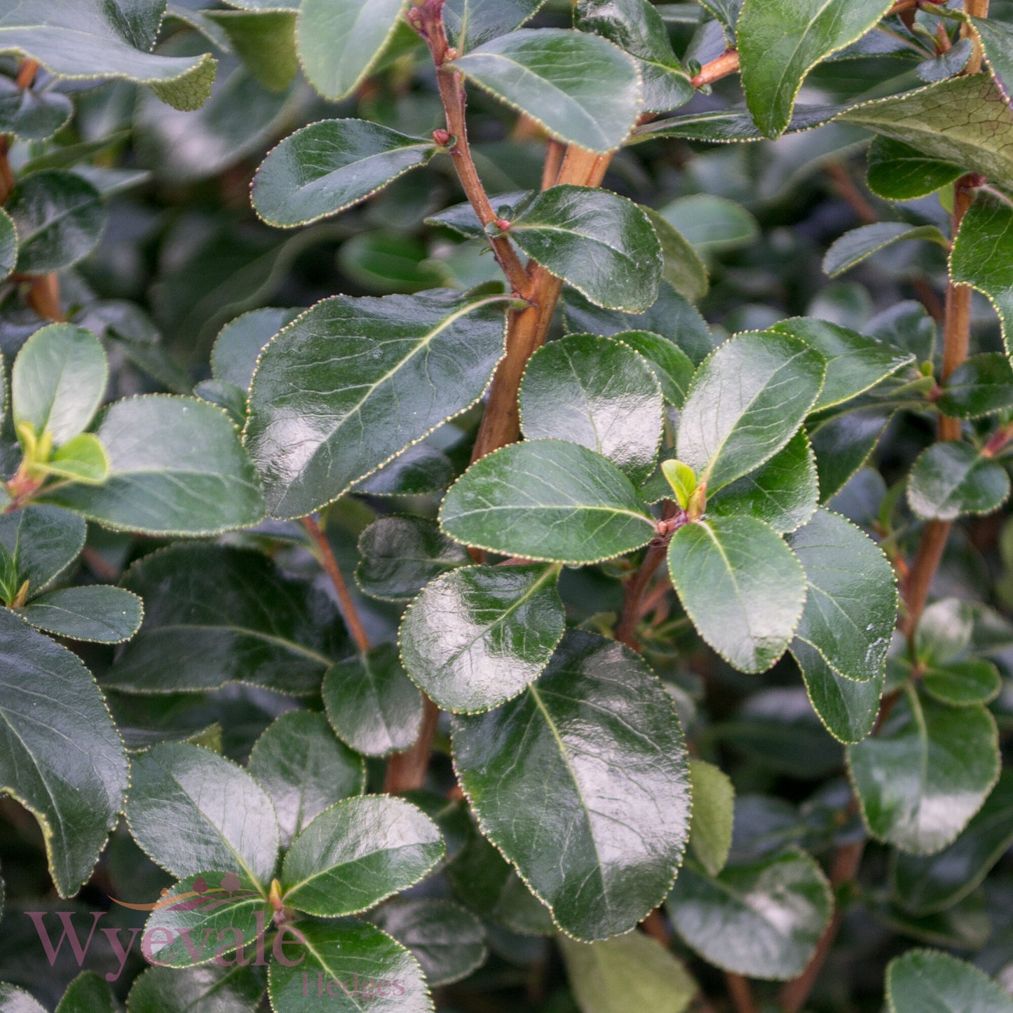 Escallonia 'Iveyi'