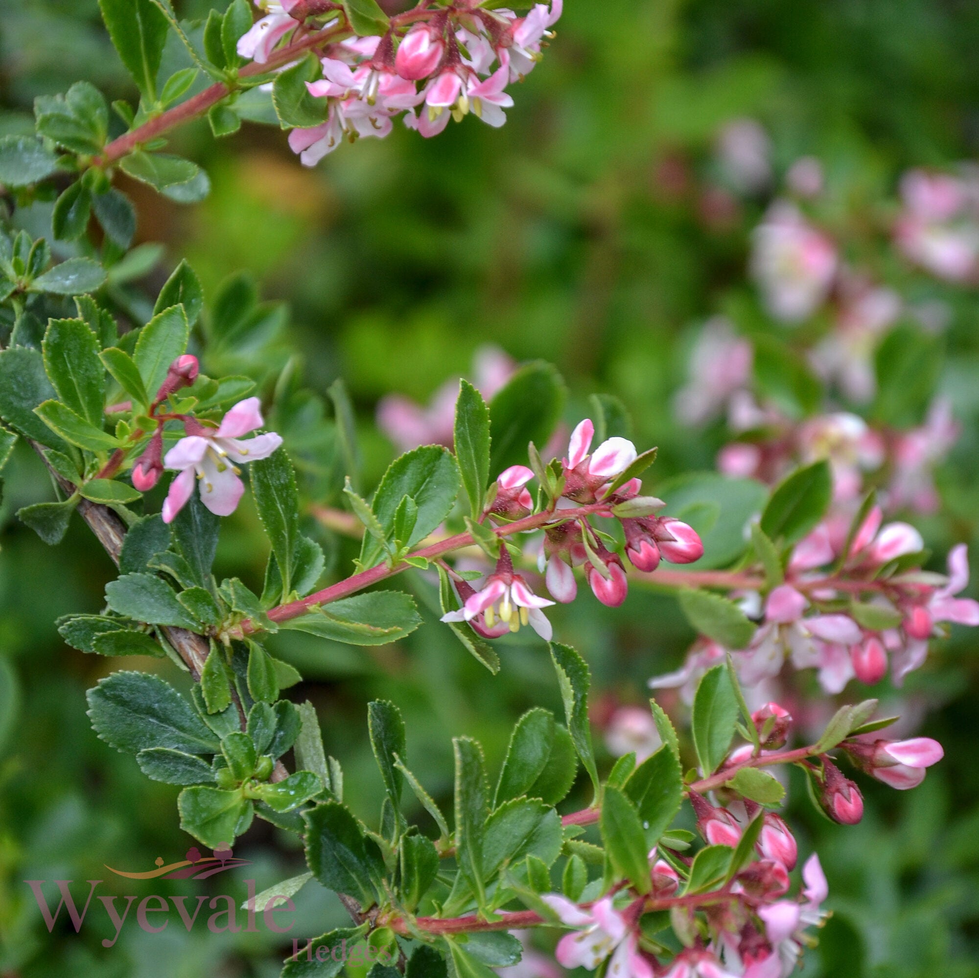 Escallonia laevis 'Pink Elle'