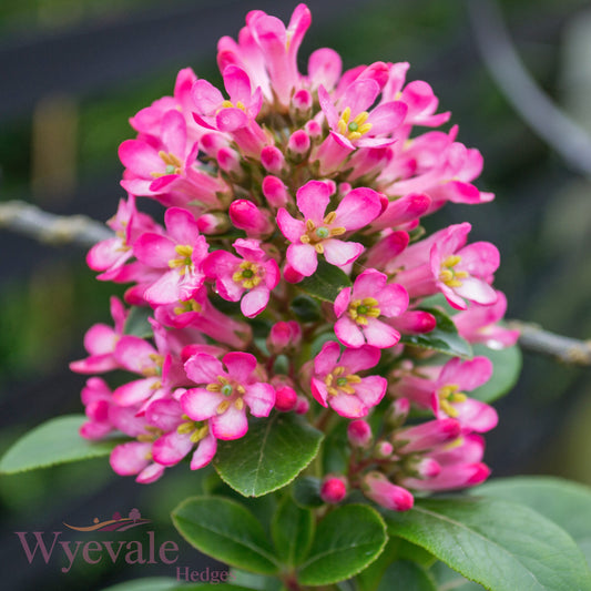 Escallonia laevis 'Pink Elle'