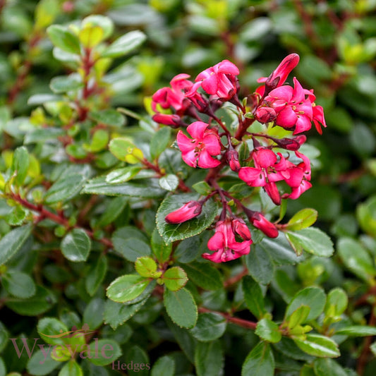 Escallonia 'Red Dream'