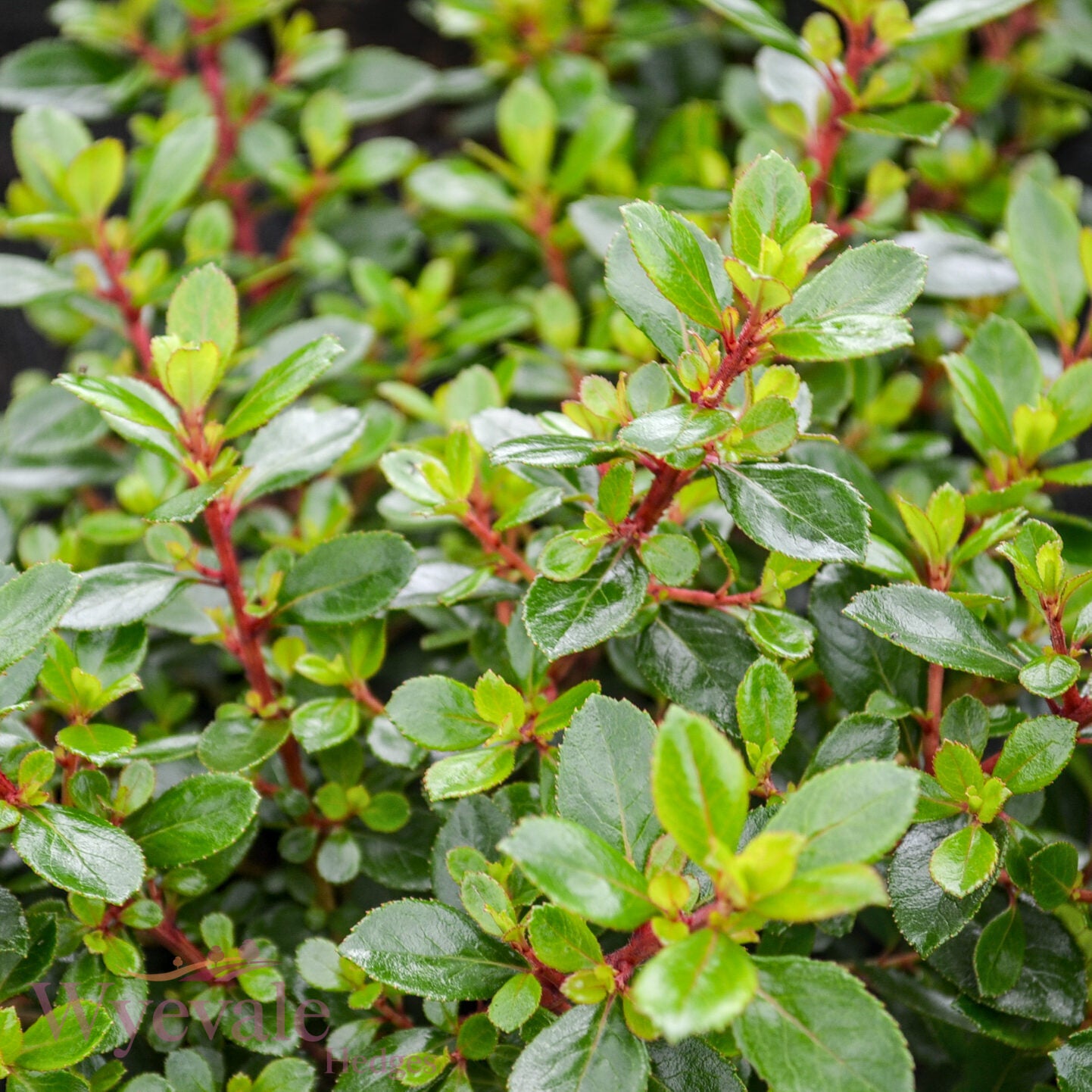Escallonia 'Red Dream'
