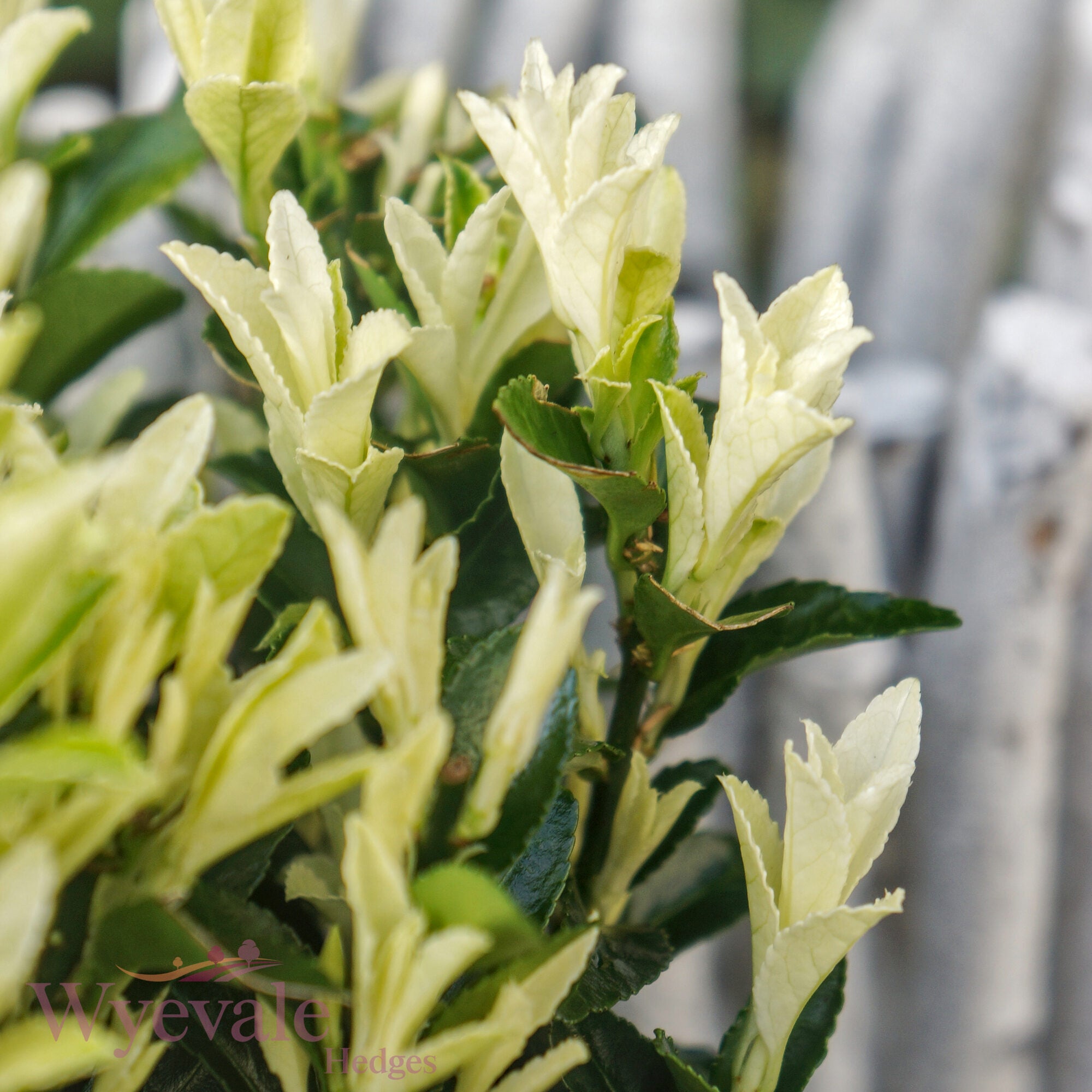Euonymus japonicus (Japanese Spindle) 'Paloma Blanca'