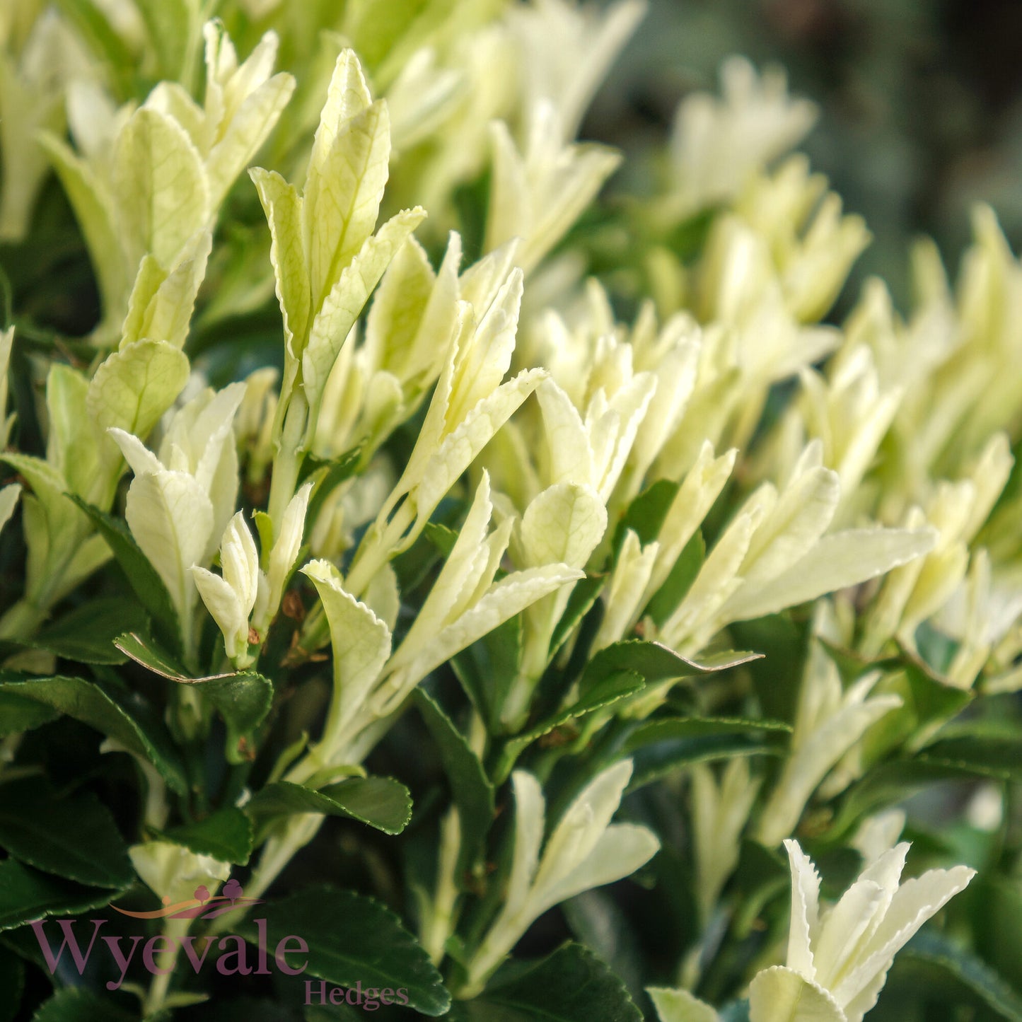 Euonymus japonicus (Japanese Spindle) 'Paloma Blanca'