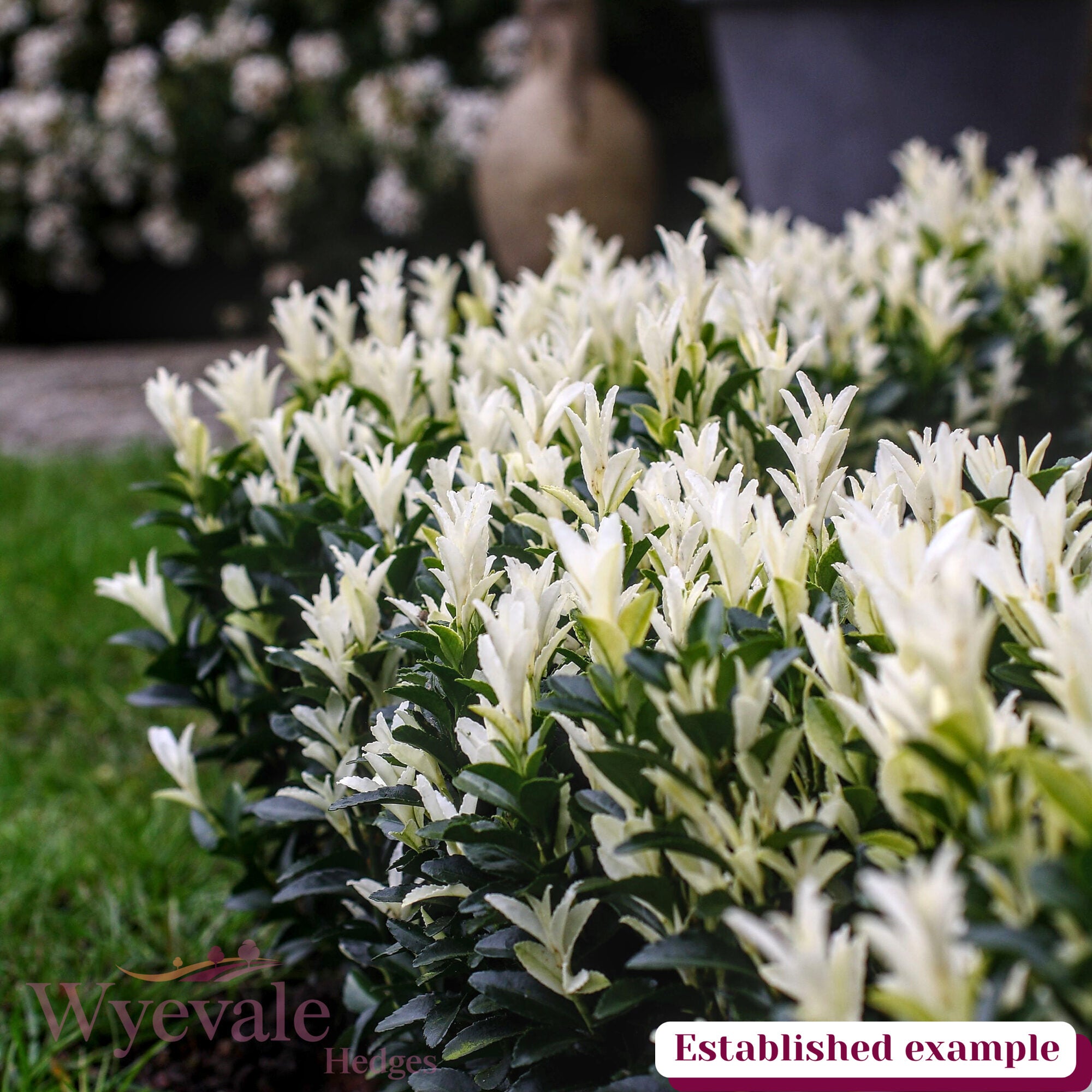 Euonymus japonicus (Japanese Spindle) 'Paloma Blanca'
