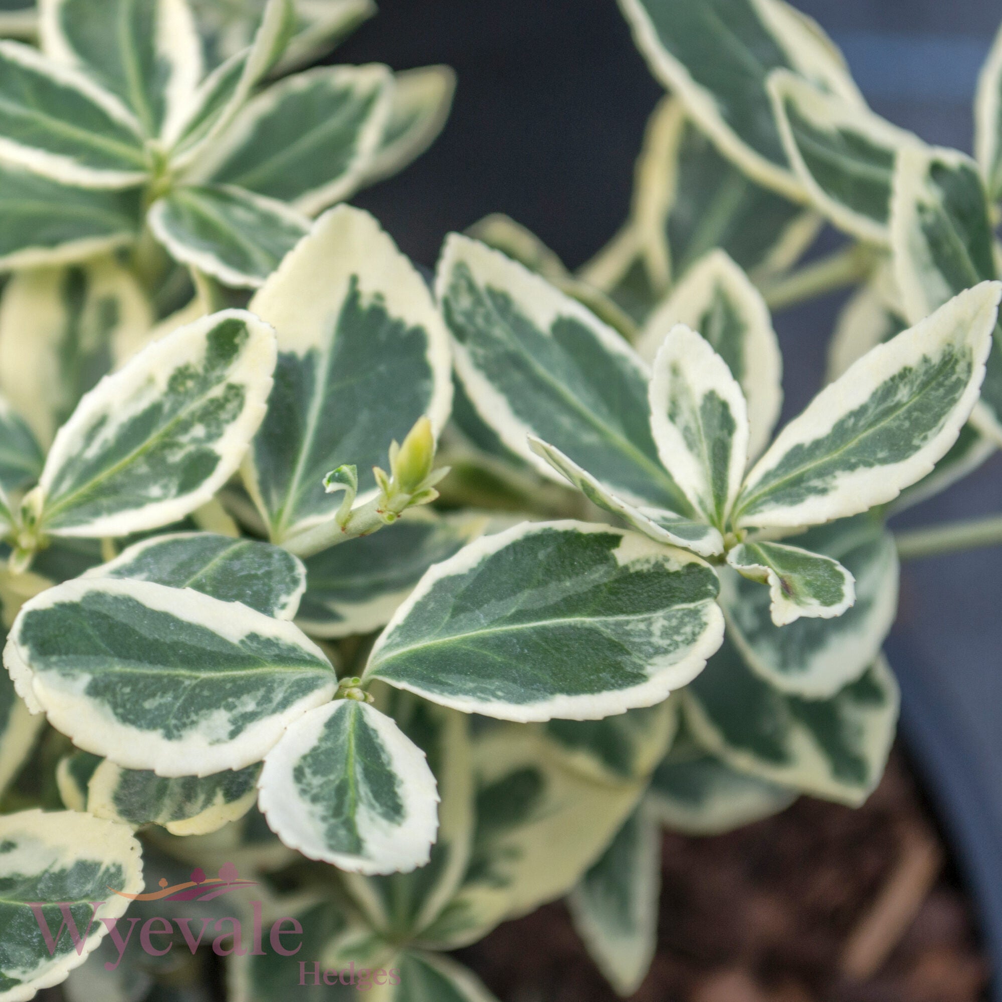 Euonymus fortunei (Spindle) 'Silver Queen'