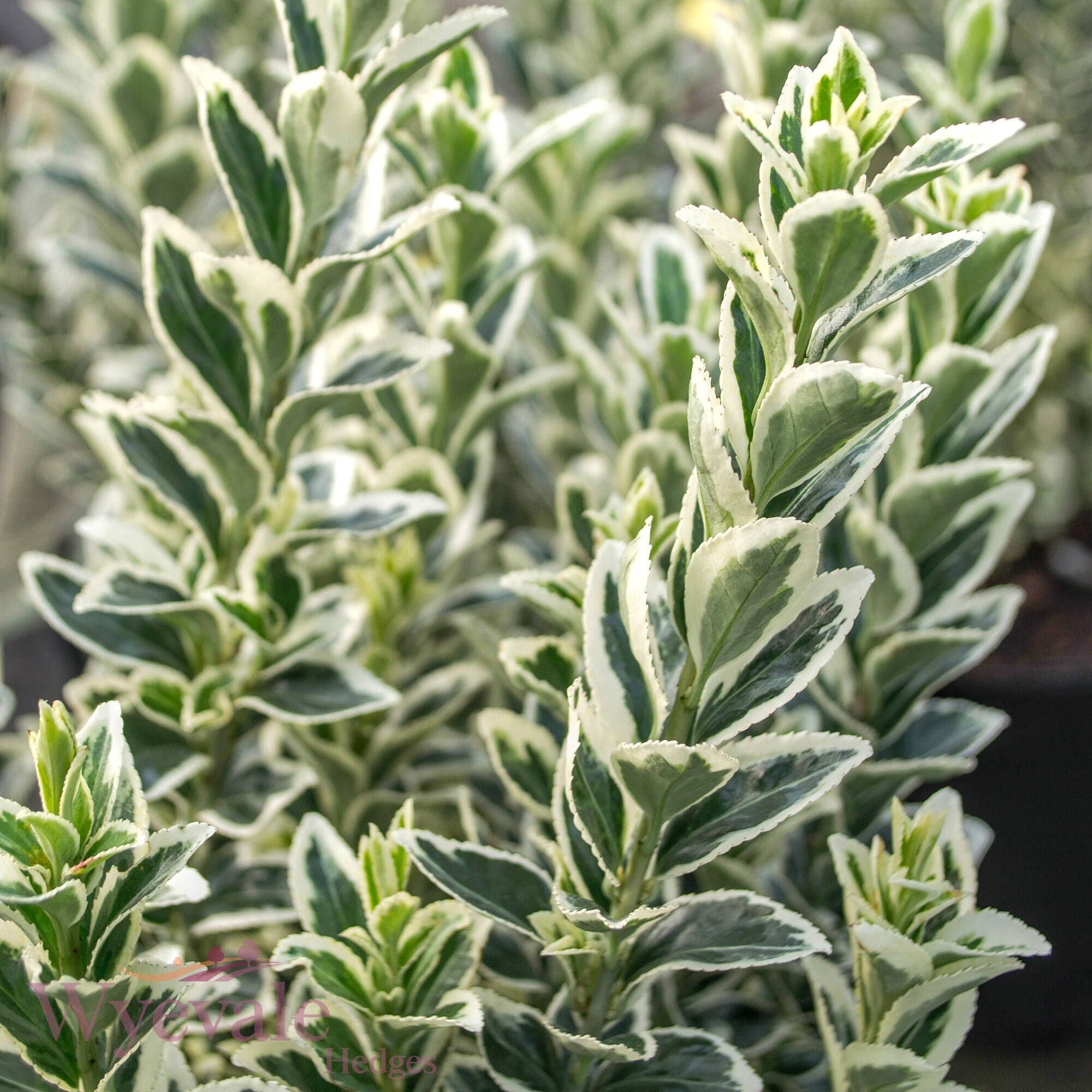 Euonymus japonicus (Japanese Spindle) 'White Spire'