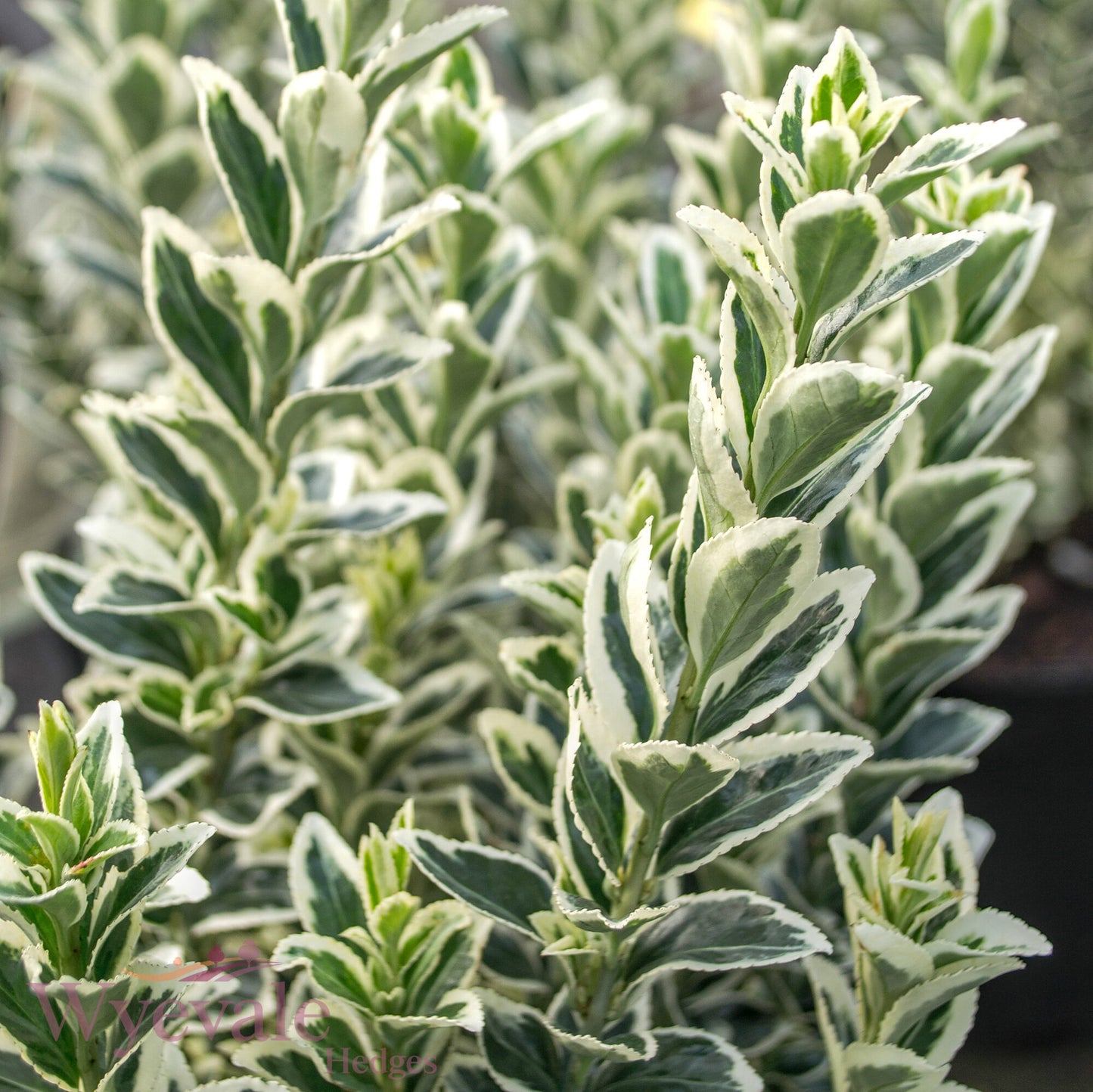 Euonymus japonicus (Japanese Spindle) 'White Spire'