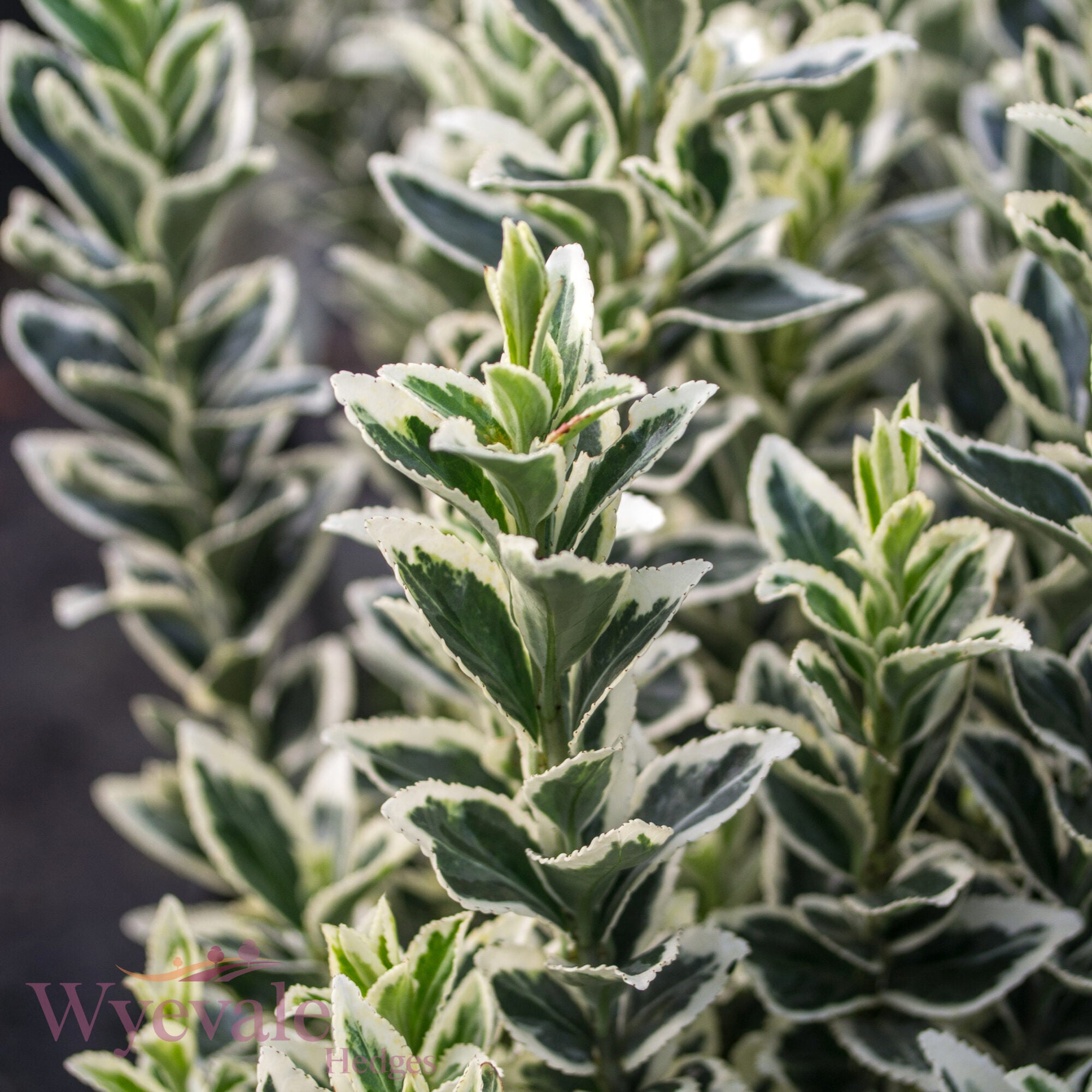 Euonymus japonicus (Japanese Spindle) 'White Spire'