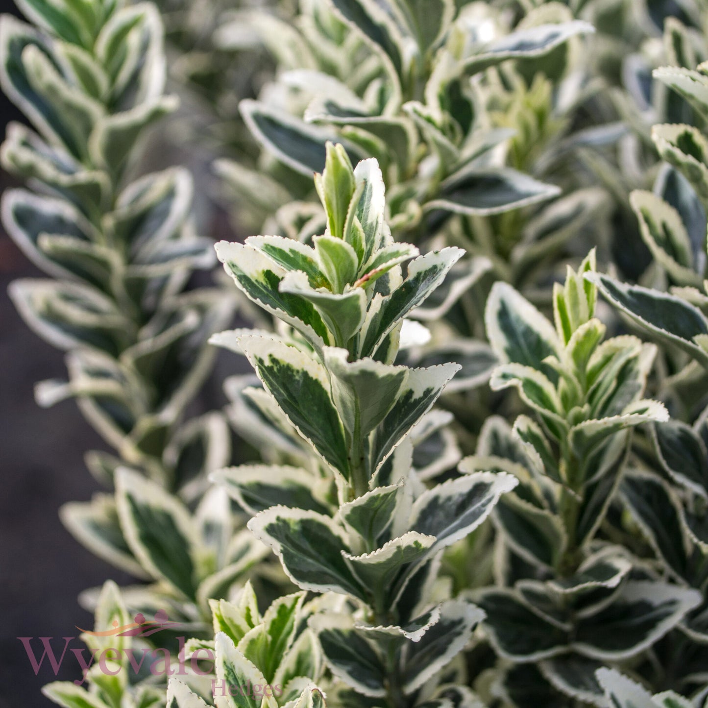 Euonymus japonicus (Japanese Spindle) 'White Spire'